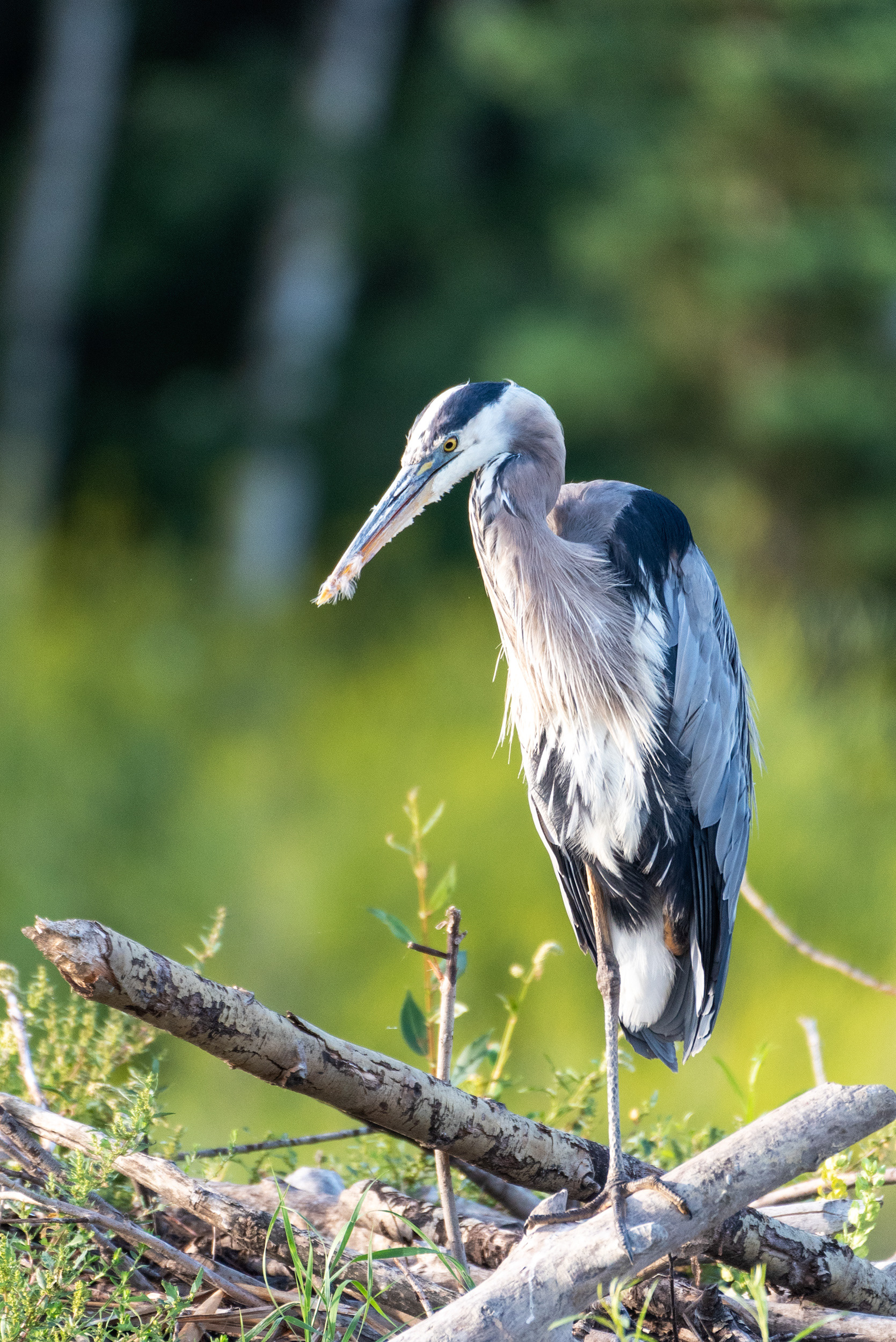 Great Blue Heron