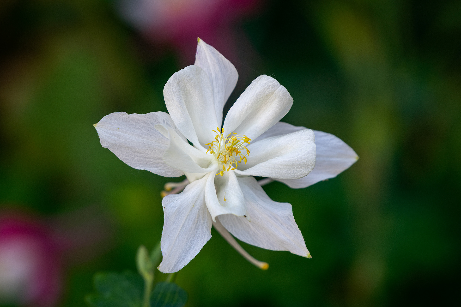 Flower, Fairview, Calgary, AB