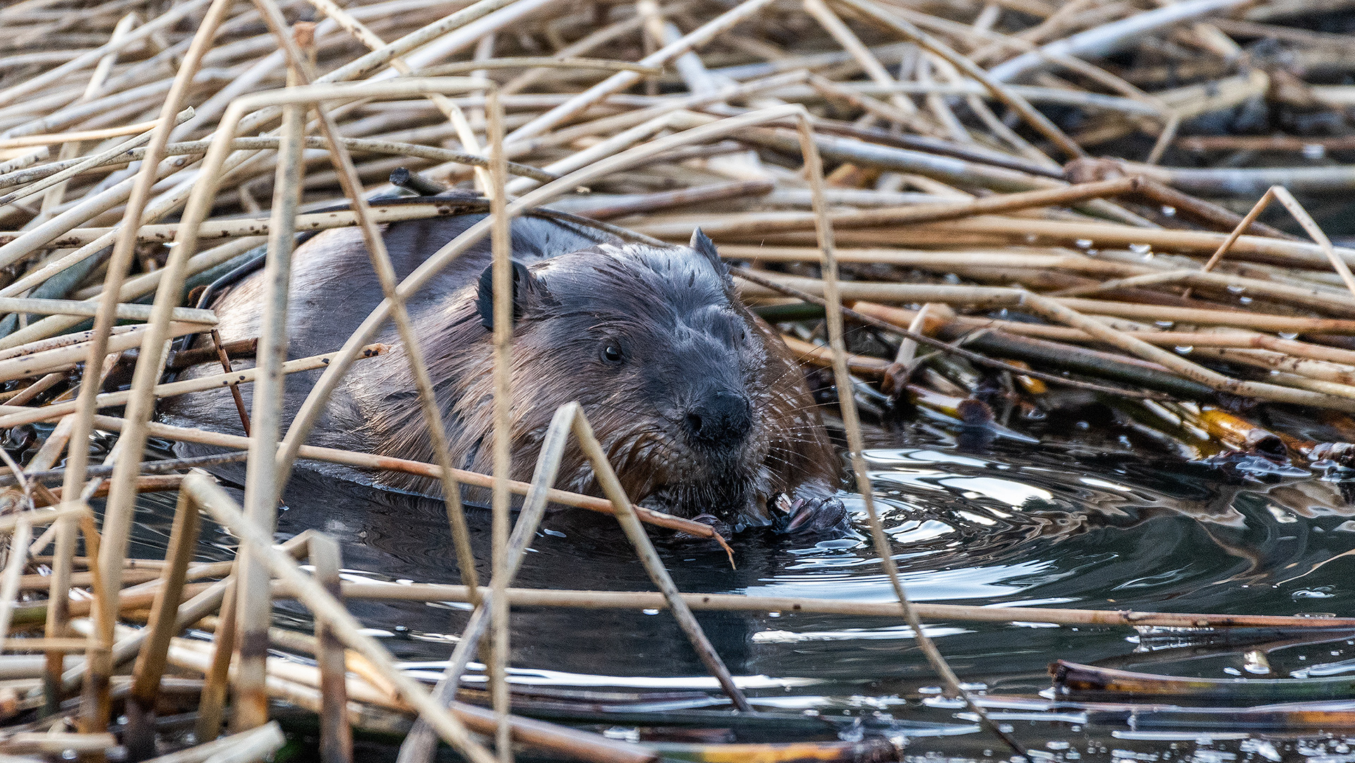 Beaver at Marshal Springs, Fish Creek Provincial Park, Calgary, Alberta