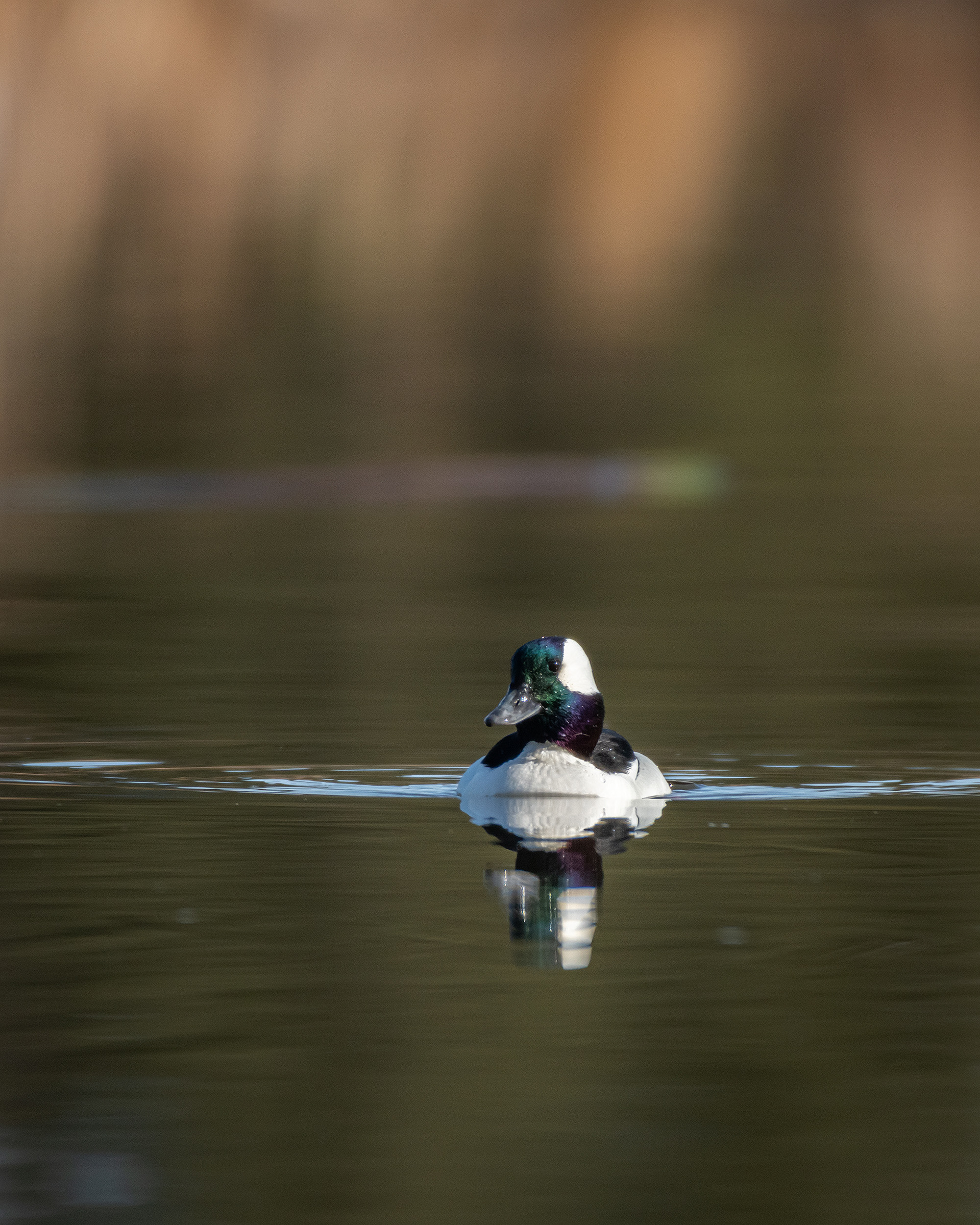Bufflehead (male), Marshall Springs, Fish Creek Provincial Park, Calgary, AB