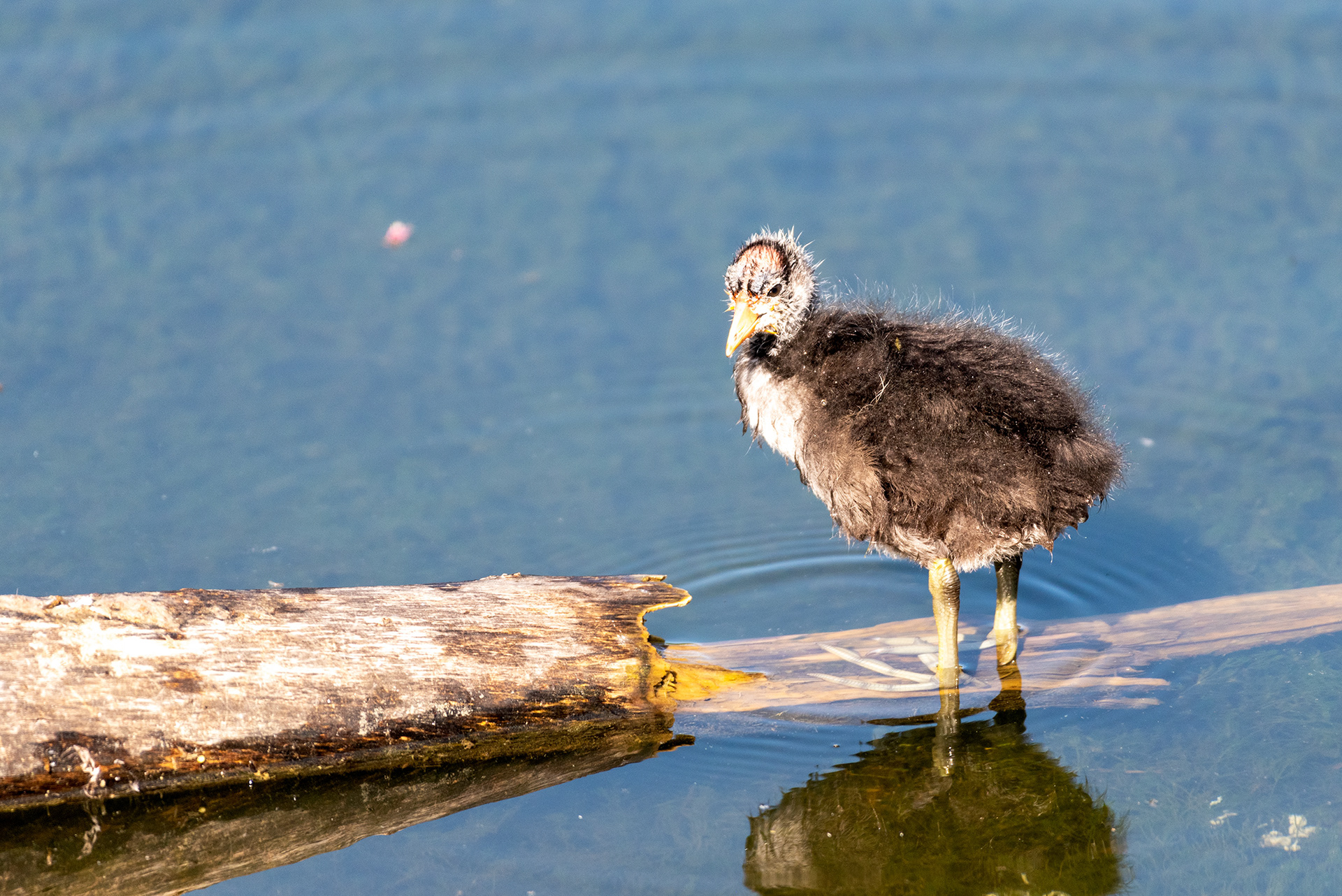 American Coot chick, Bridlewood Wetlands Park, Calgary, Alberta