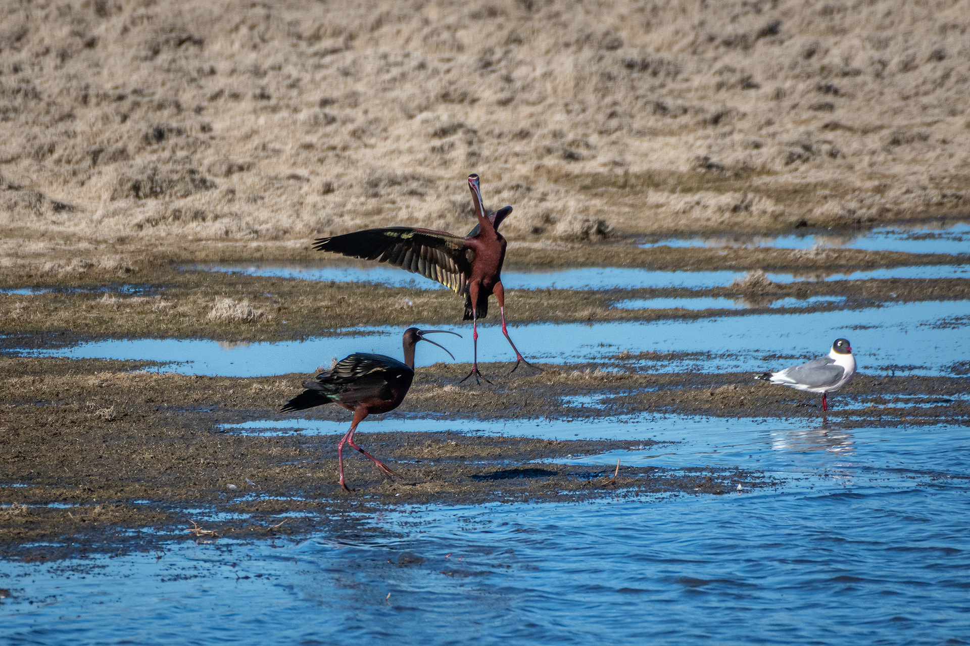 White-faced Ibises, Glenmore Reservoir, North Glenmore Park, Calgary, AB