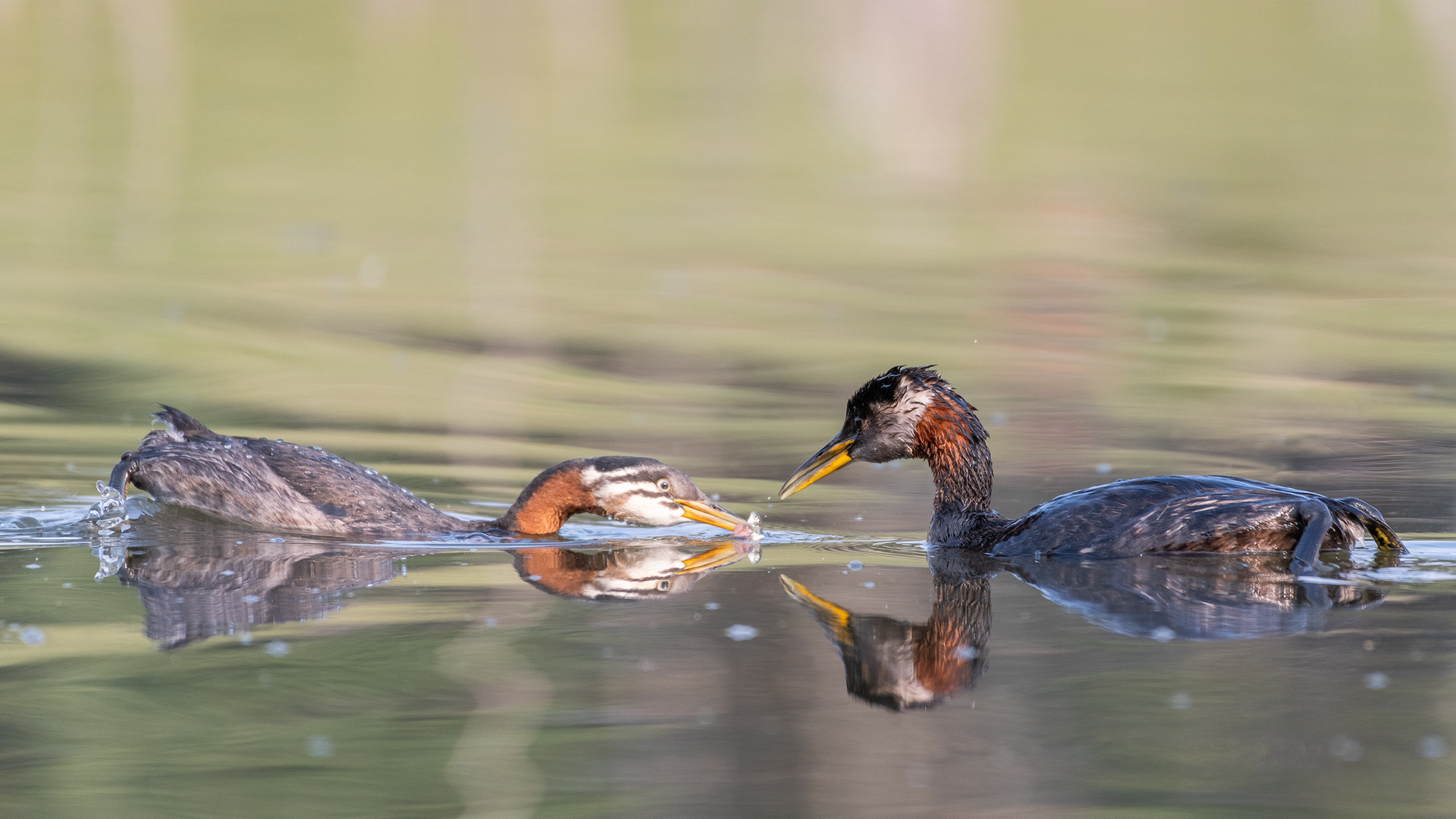 Red-necked Grebes (one female, one immature), Marshall Springs - Fish Creek Prov. Park, Calgary, AB