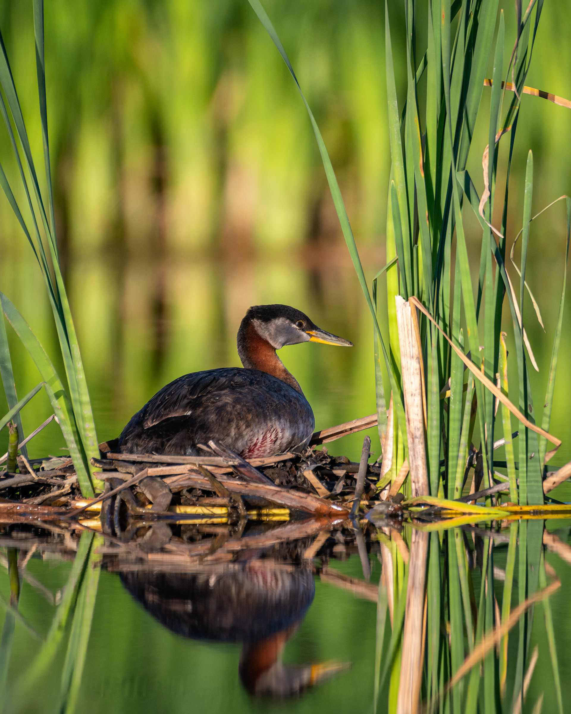 Red-necked Grebe, Marshall Springs ponds, Fish Creek Provincial Park, Calgary, AB