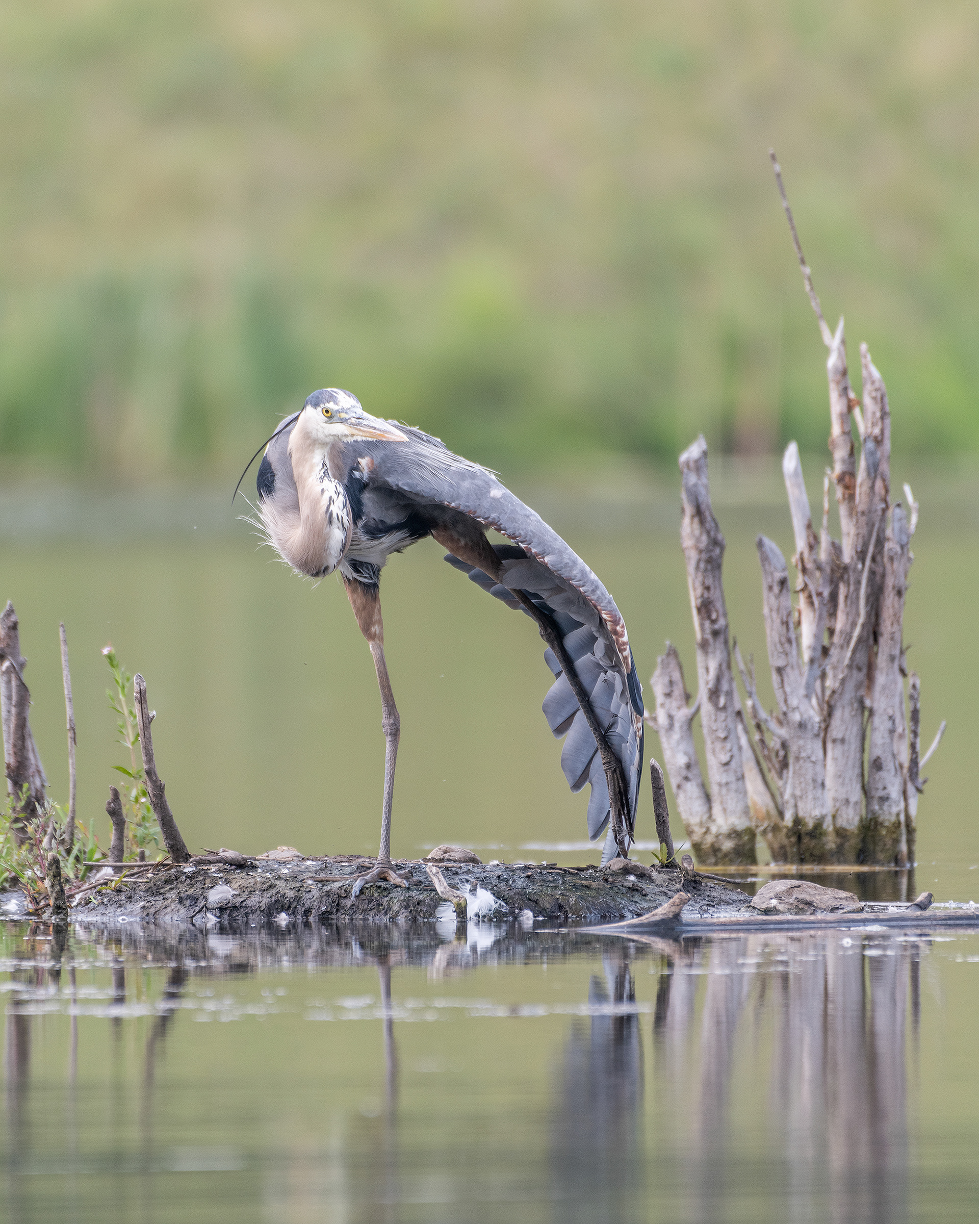 Great Blue Heron at the ponds in Marshall Springs - Fish Creek Provincial Park, Calgary, Alberta