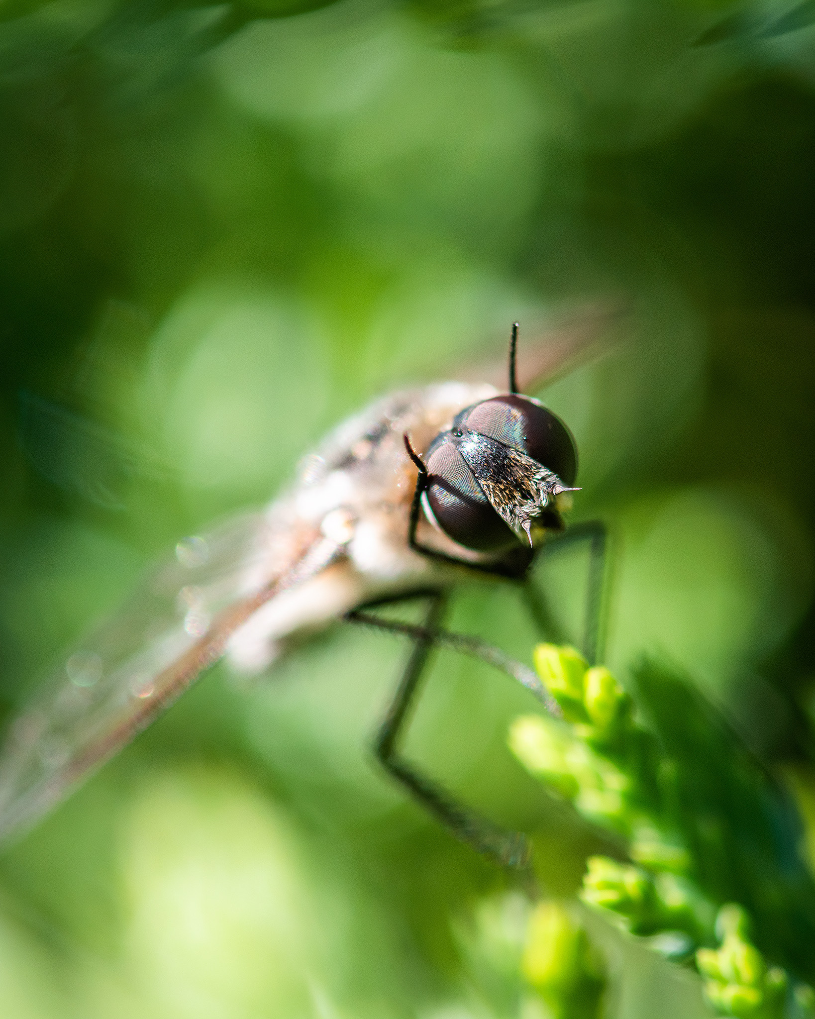 Fly, Bridlewood, Calgary, AB