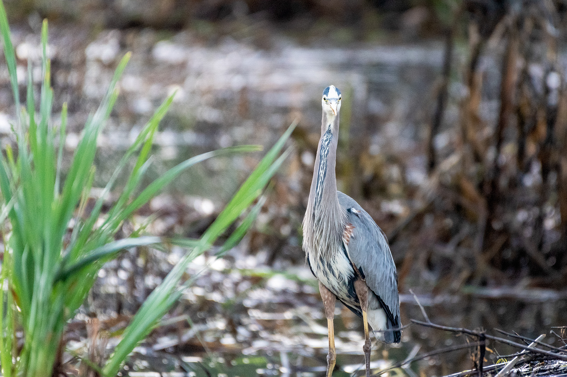 Great Blue Heron (standing, front view)