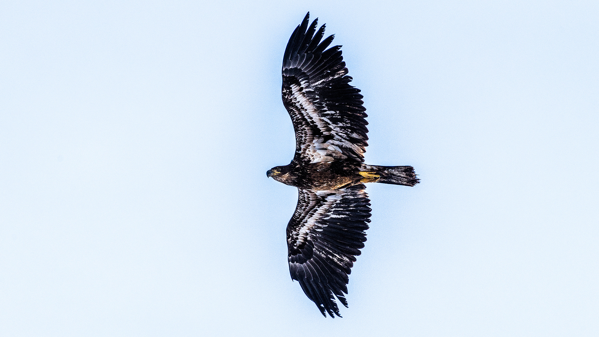 Bald Eagle (immature, in flight) near Carburn Park, Calgary, AB