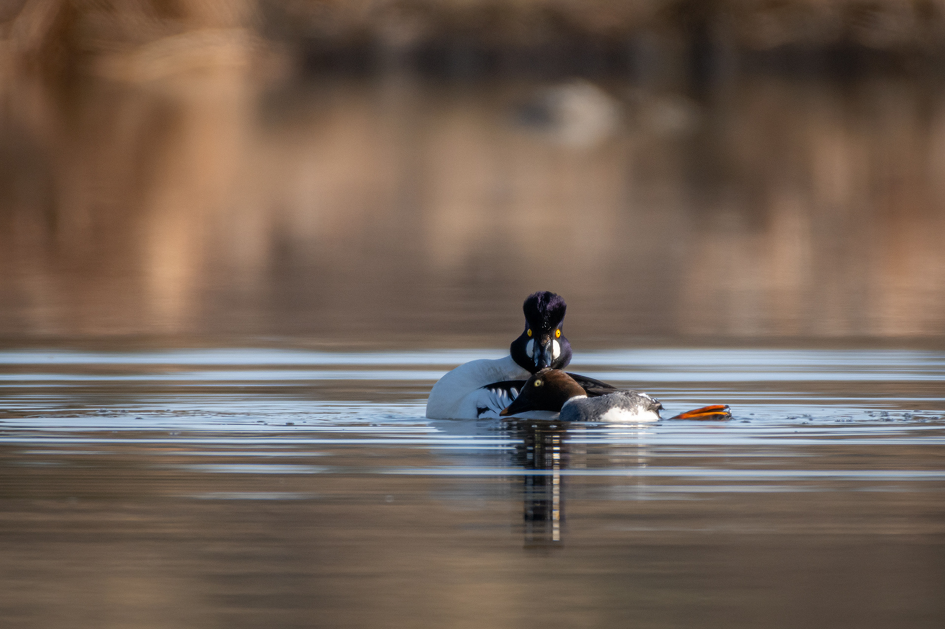 Common Goldeneye pair, Marshall Springs, Fish Creek Provincial Park, Calgary, AB