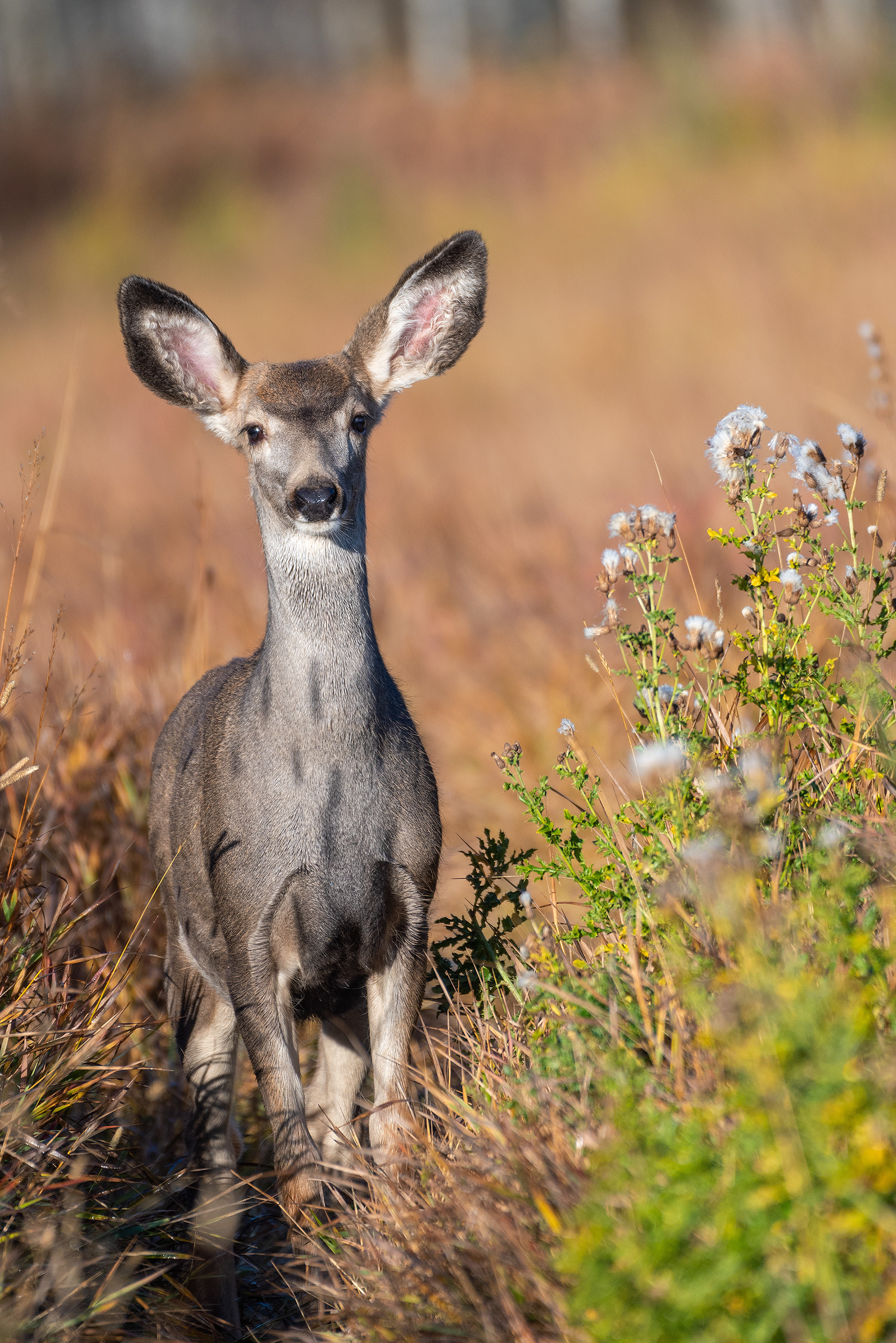 Mule deer at the Marshall Springs ponds in Fish Creek Provincial Park