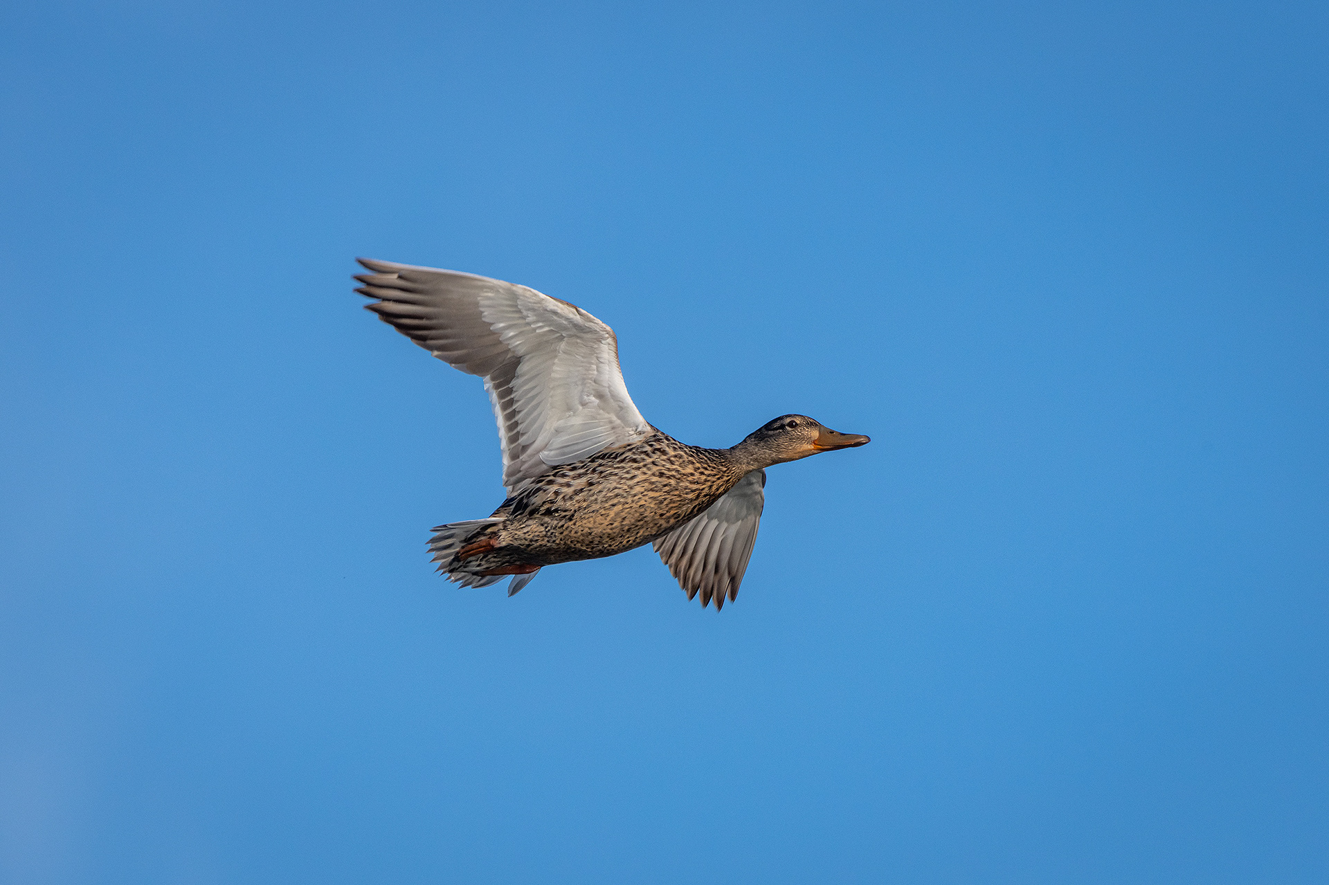 Mallard (female) in flight, Glenmore Reservoir, South Glenmore Park, Calgary, AB