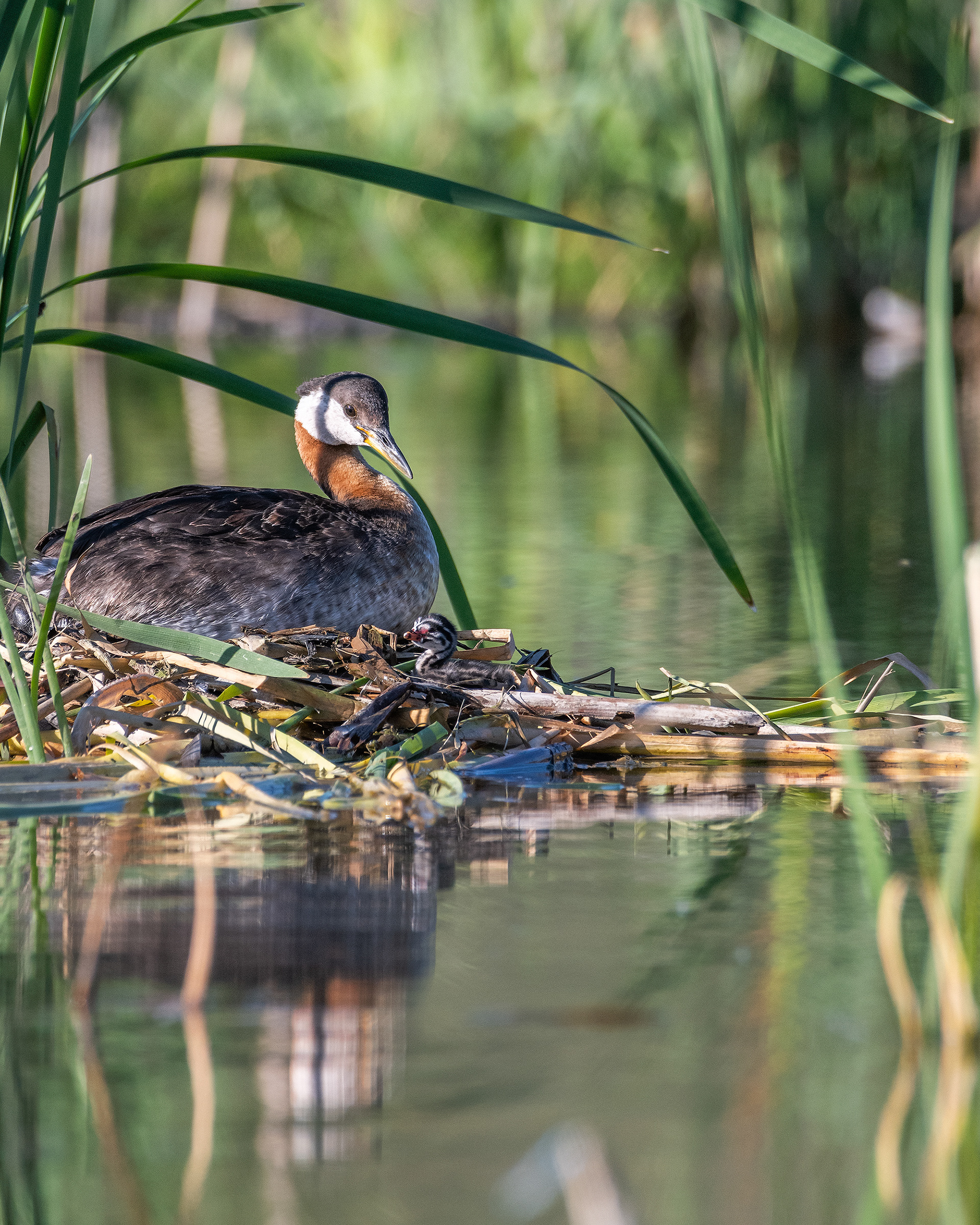 Red-necked Grebe (female) and her one day old chick at their nest, Marshall Springs - Fish Creek Prov. Park, Calgary, AB