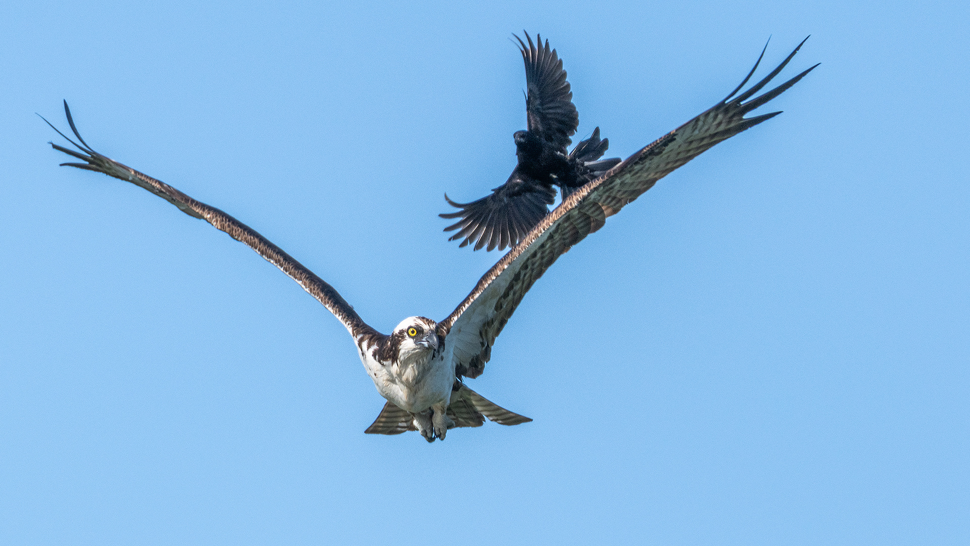 Osprey (in flight) being pestered by a male Red-winged Blackbird (in flight), Marshall Springs - Fish Creek Prov. Park, Calgary, AB