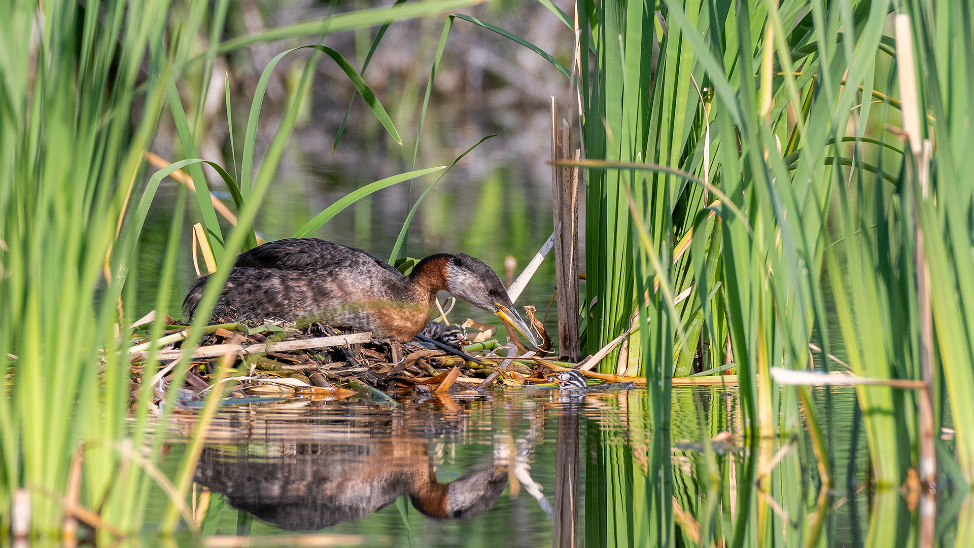 Red-necked Grebe (male), on his nest, interacting with a chick in the water (the other chick visible next to him), Marshall Springs - Fish Creek Prov. Park, Calgary, AB
