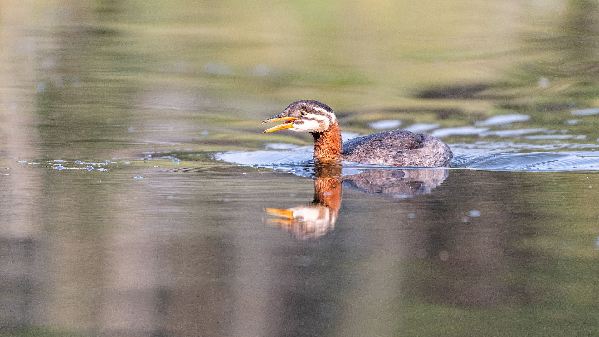 Red-necked Grebe (immature), Marshall Springs - Fish Creek Prov. Park, Calgary, AB