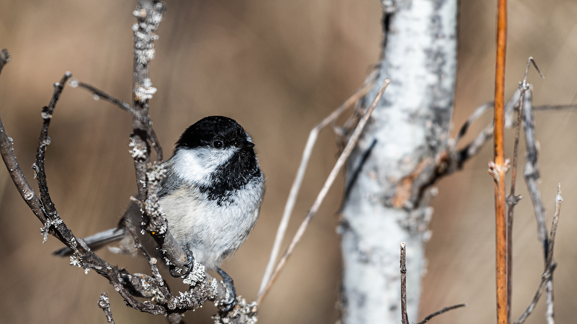 Black-capped Chickadee near Shannon Terrace, Fish Creek Prov. Park, Calgary, AB