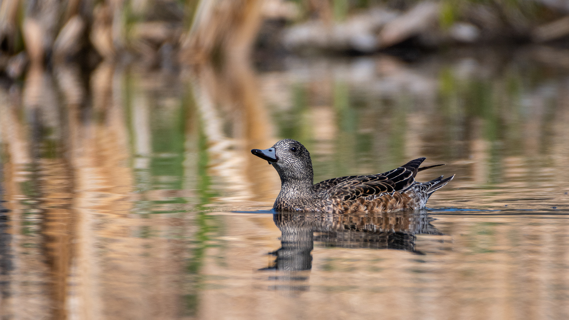 American Wigeon (female), Marshall Springs ponds, Fish Creek Provincial Park, Calgary, AB