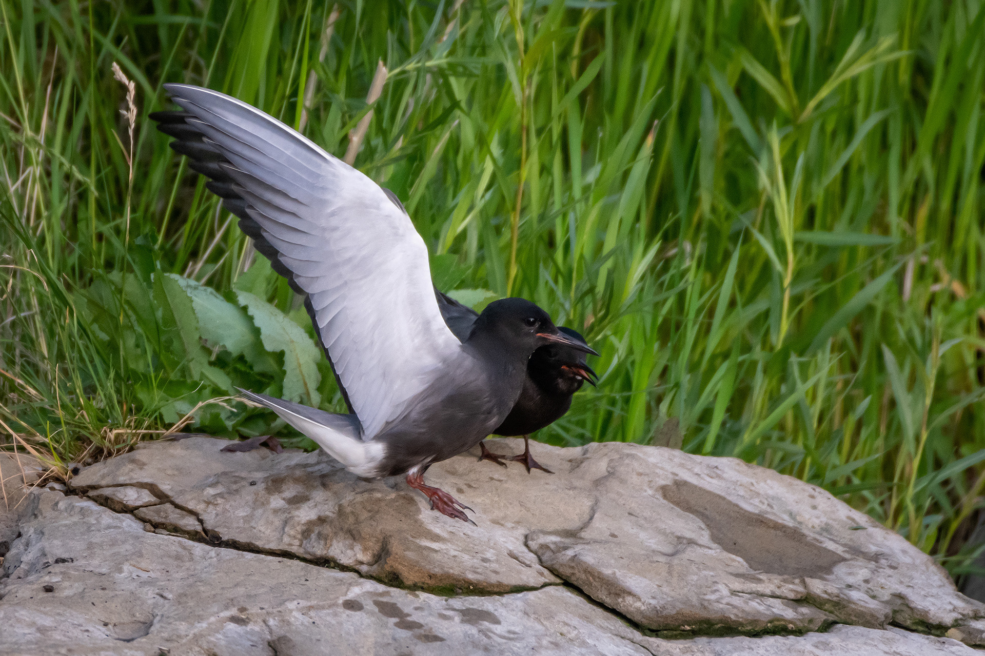 Black Terns, Marshall Springs ponds, Fish Creek Provincial Park, Calgary, AB