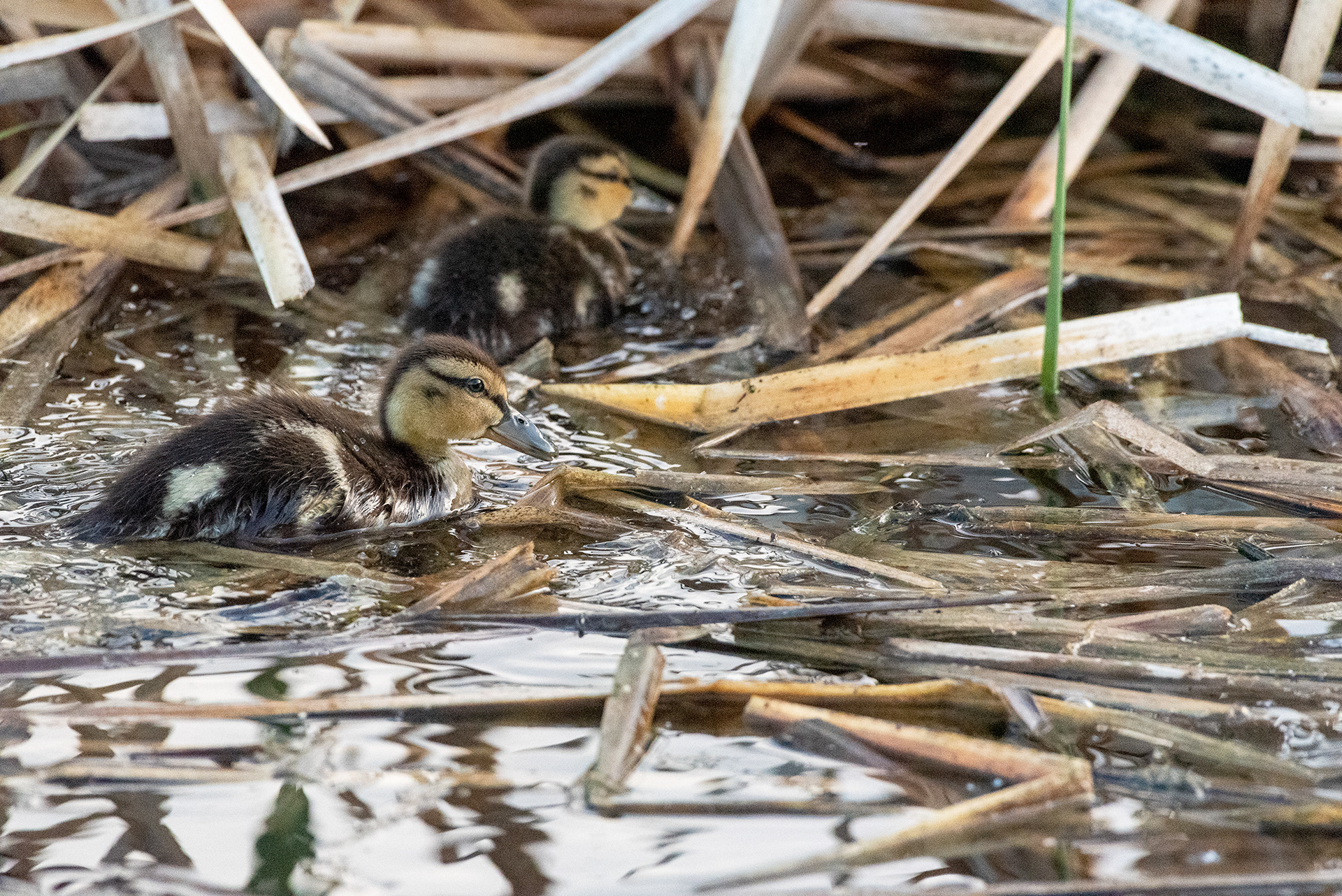 Mallard ducklings, Marshall Springs, Fish Creek Provincial Park, Calgary, Alberta