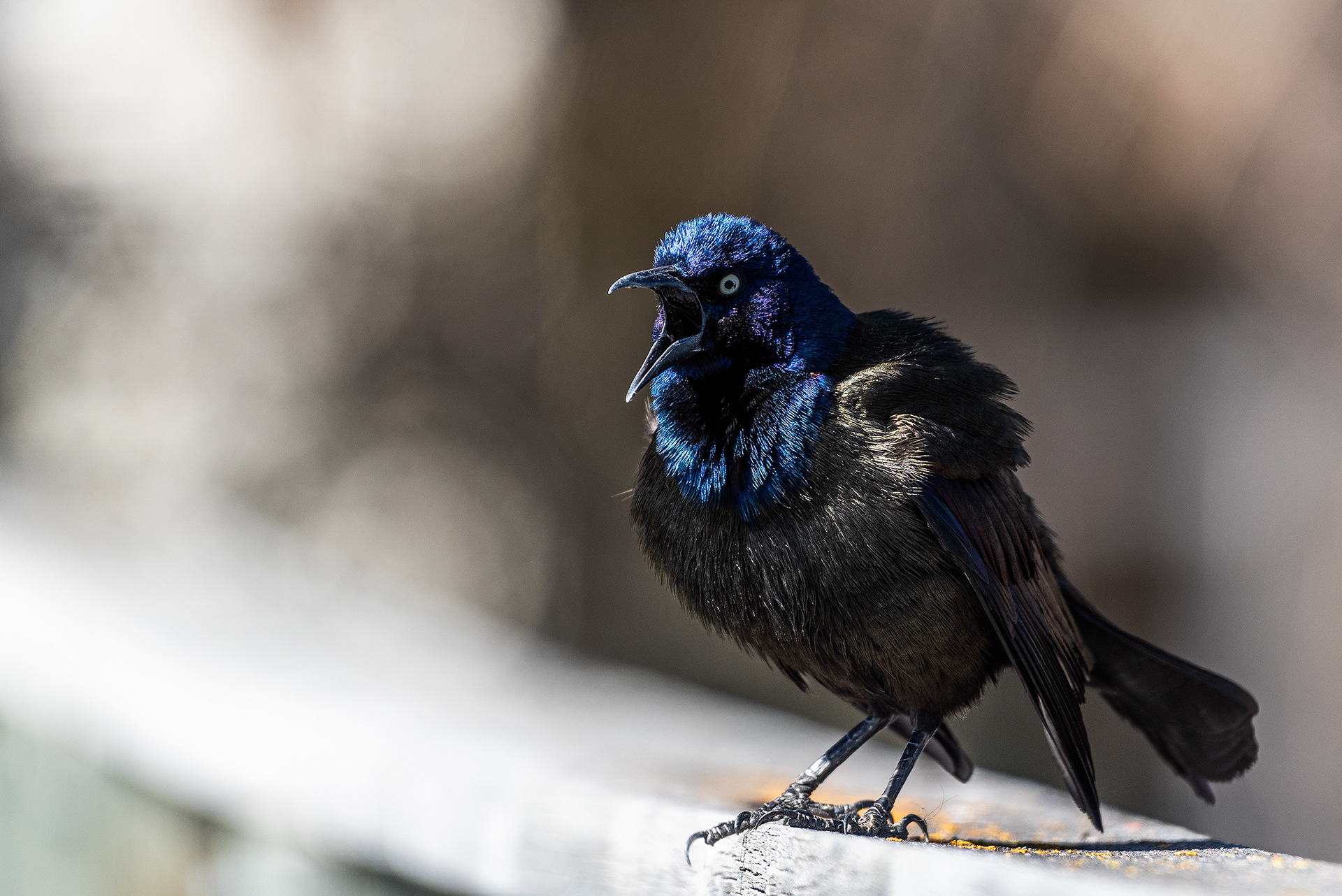 Common Grackle at Bridlewood Wetlands Park, Calgary, Alberta