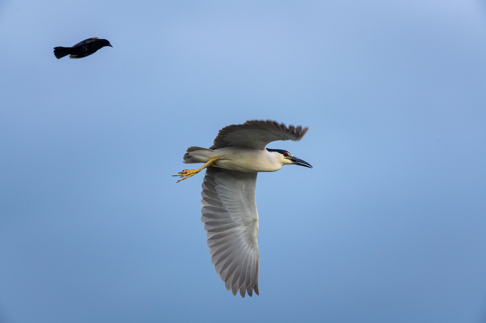 Black-crowned Night Heron and Red-winged Blackbird (male), both in flight, Marshall Springs ponds, Fish Creek Provincial Park, Calgary, AB