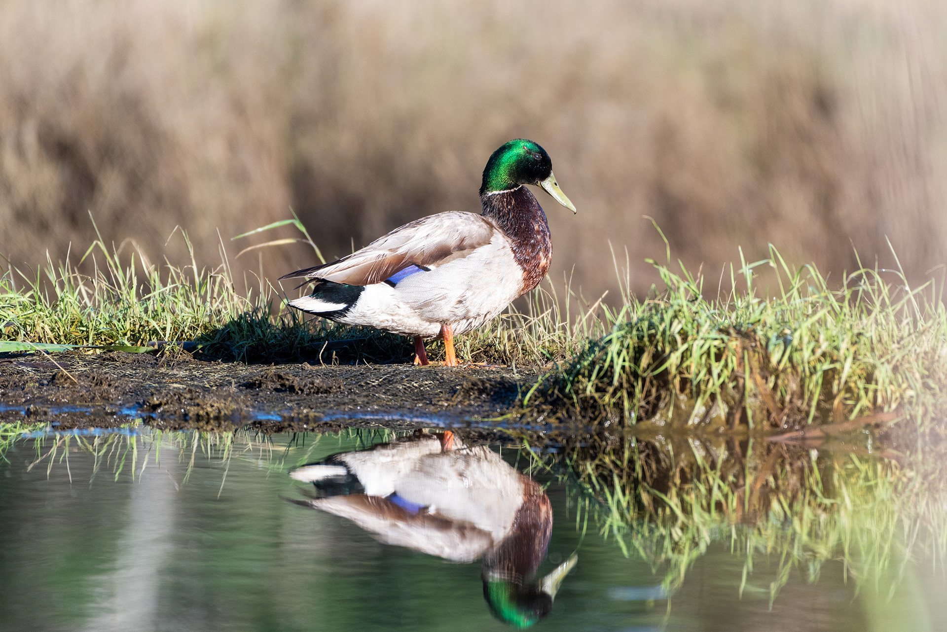 Mallard (side view)