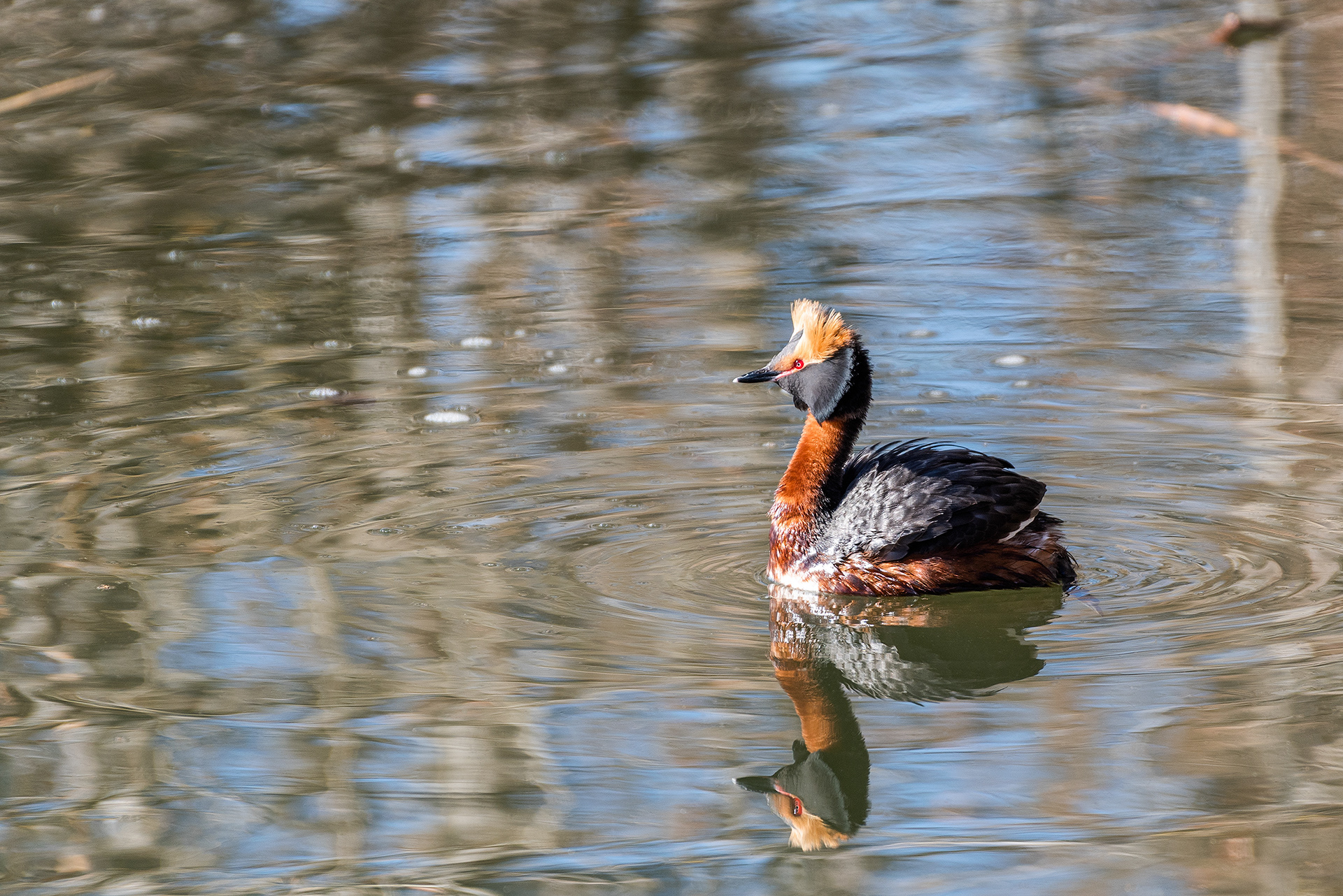 Horned Grebe at Bridlewood Wetlands Park, Calgary, Alberta