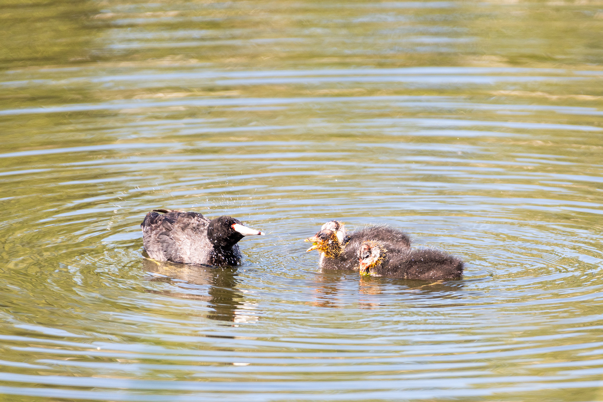 American Coot, chicks, Bridlewood Wetlands Park, Calgary, Alberta