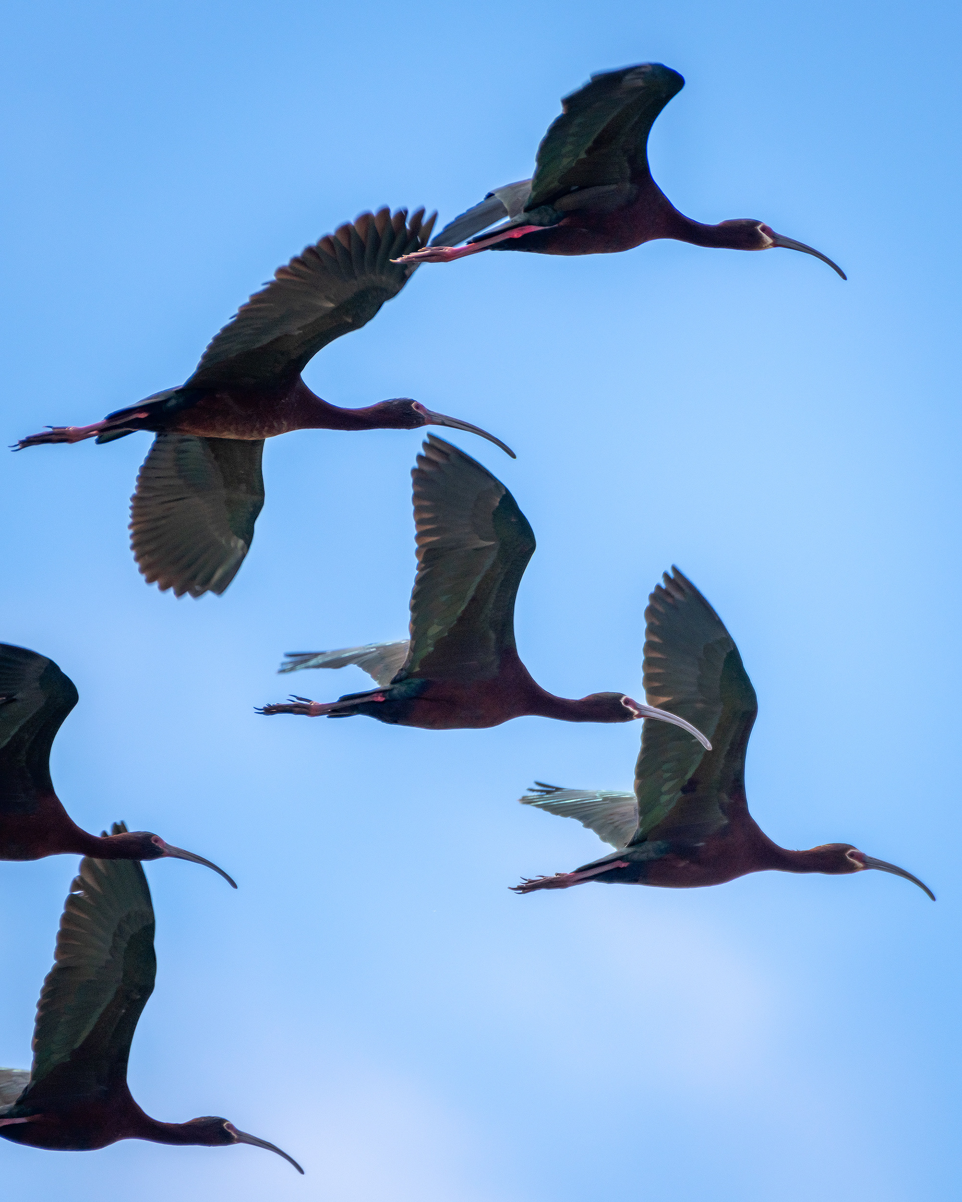 White-faced Ibises (in flight), Glenmore Reservoir, North Glenmore Park, Calgary, AB