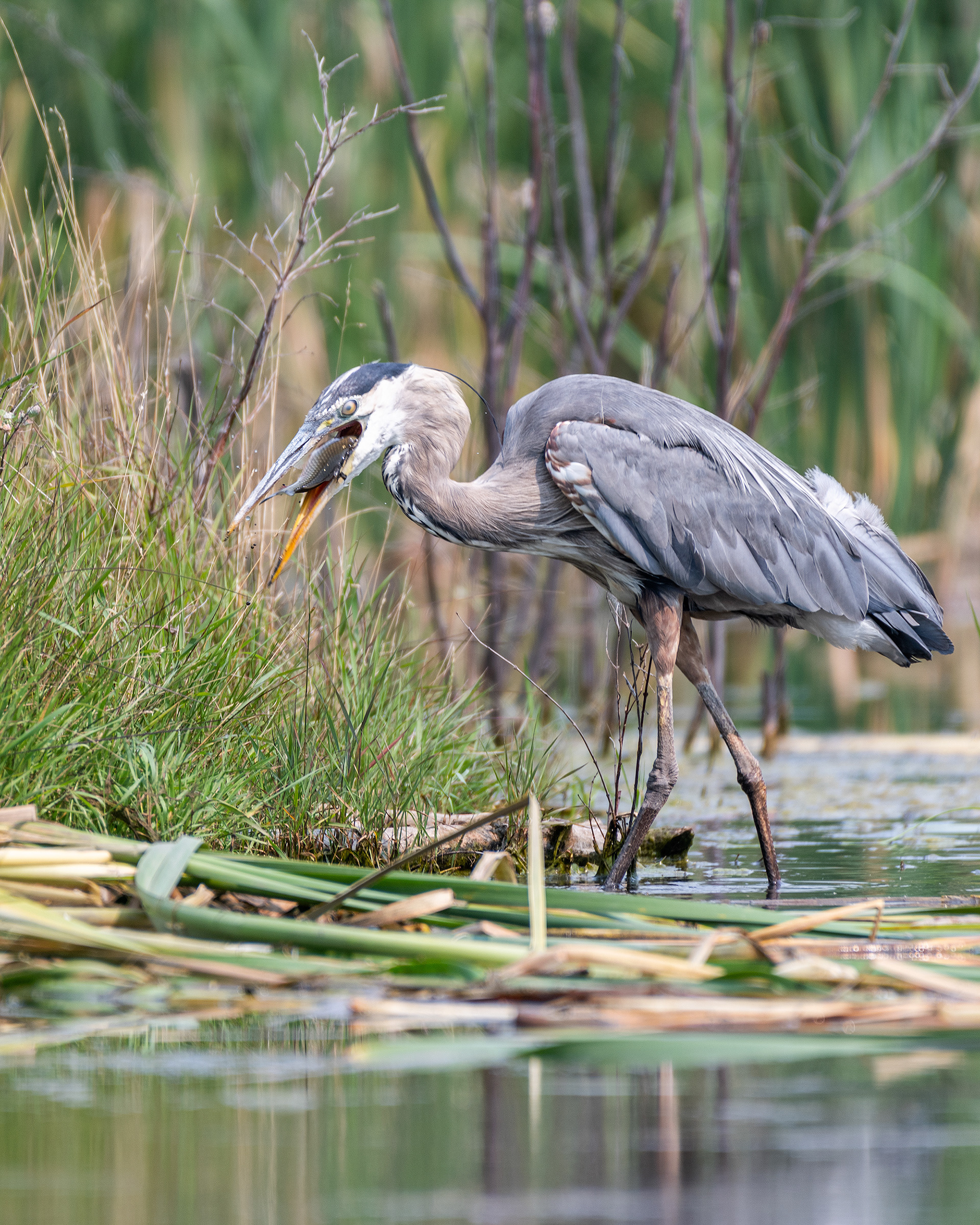 Great Blue Heron downs a fish, Marshall Springs - Fish Creek Prov. Park, Calgary, AB