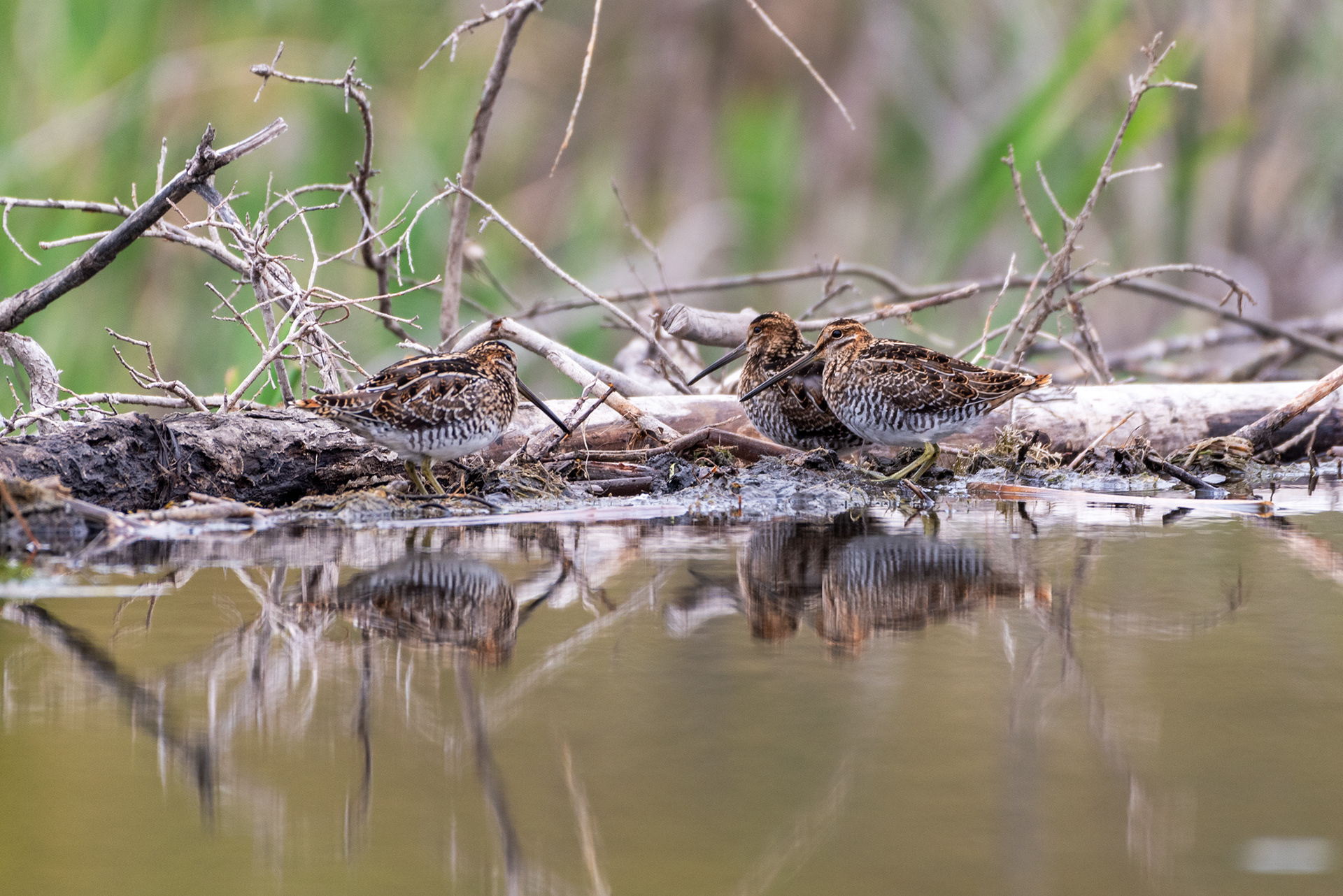 Snipe birds at the Marshall Springs ponds in Fish Creek Provincial Park