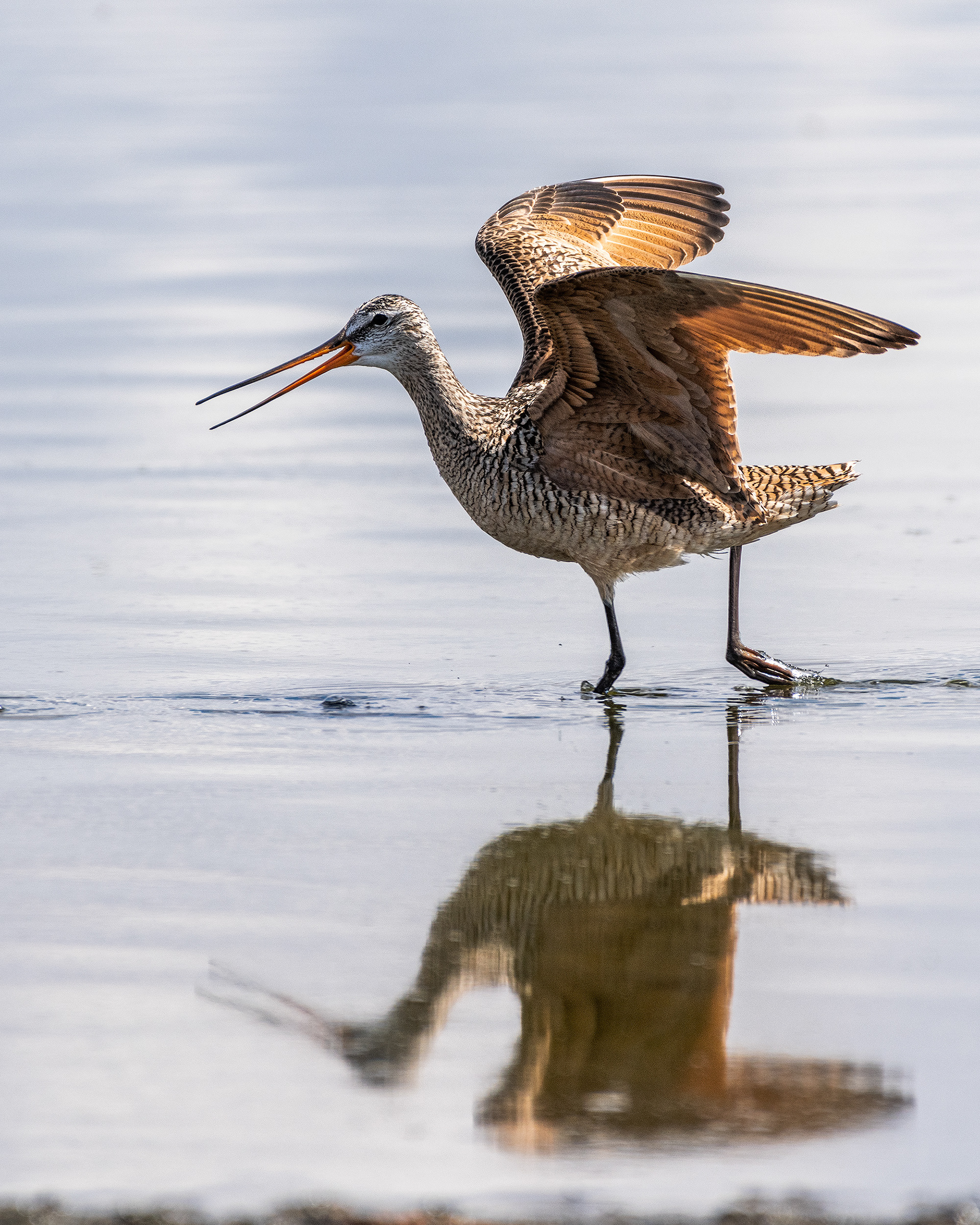 Marbled Godwit, Frank Lake, Alberta