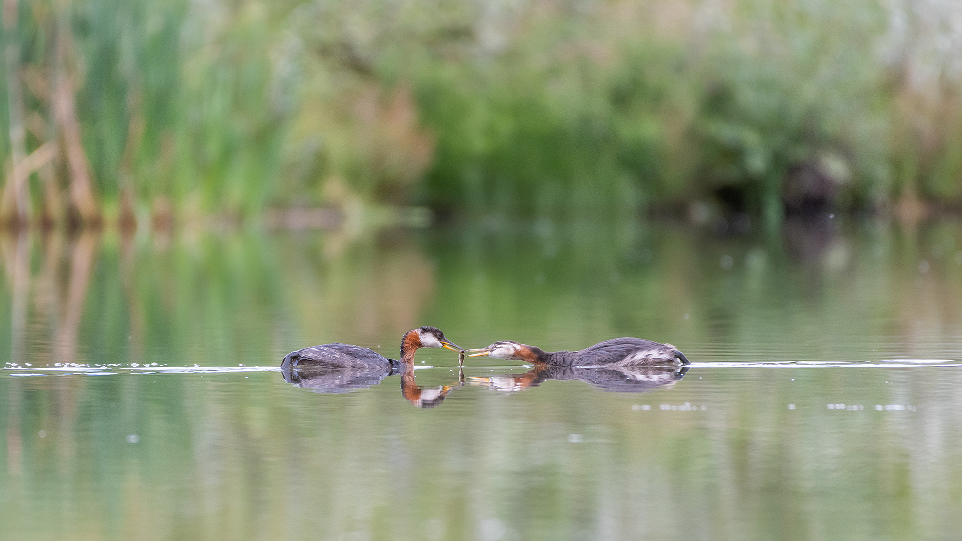 Red-necked Grebes (one female, one immature), Marshall Springs - Fish Creek Prov. Park, Calgary, AB
