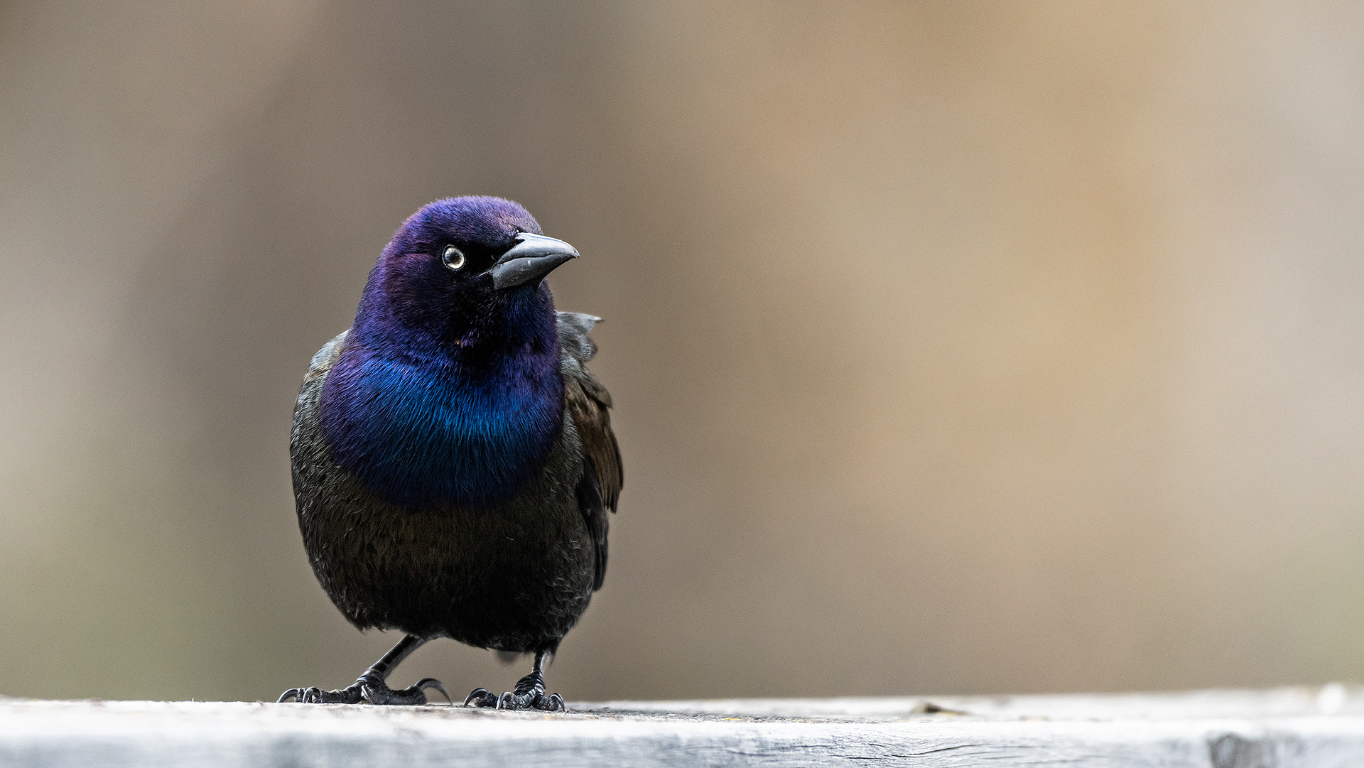 Common Grackle, Bridlewood Wetlands Park, Calgary, Alberta