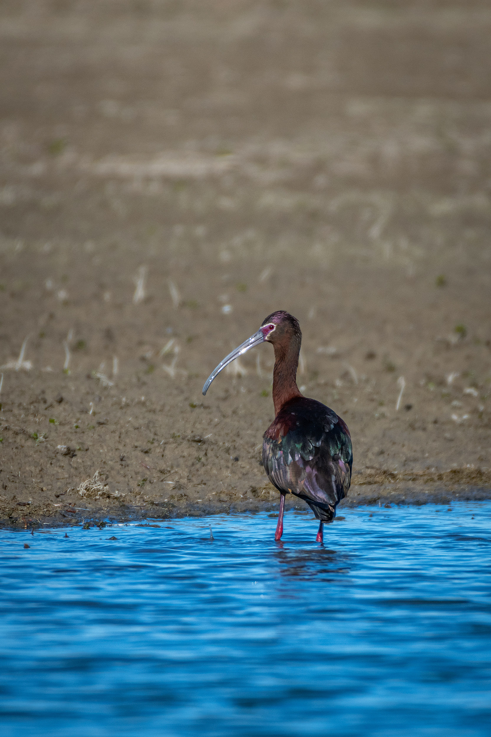White-faced Ibis, Glenmore Reservoir, North Glenmore Park, Calgary, AB
