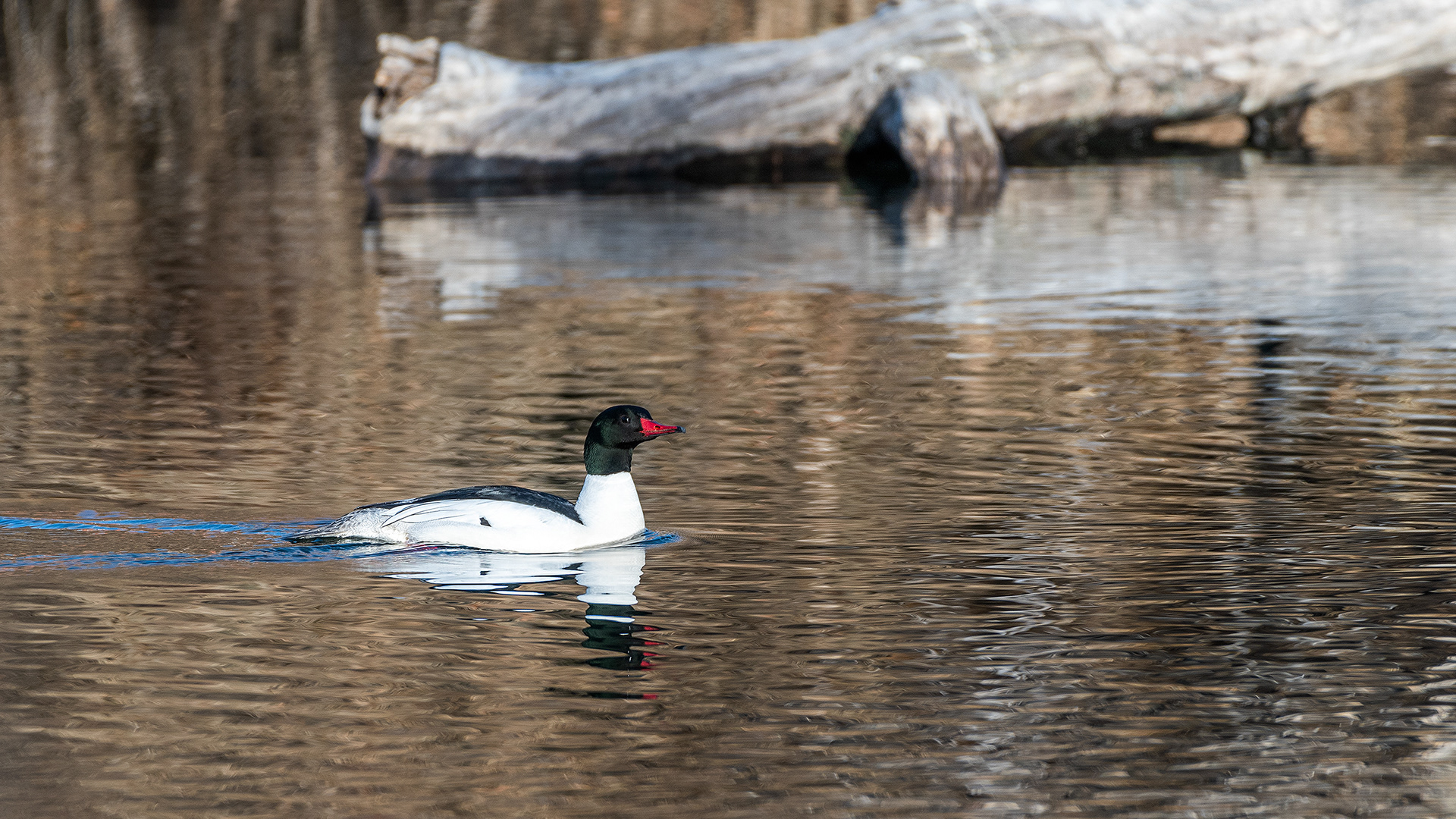 Common Merganser (male) at the Inglewood Bird Sanctuary & Nature Centre, Calgary, Alberta