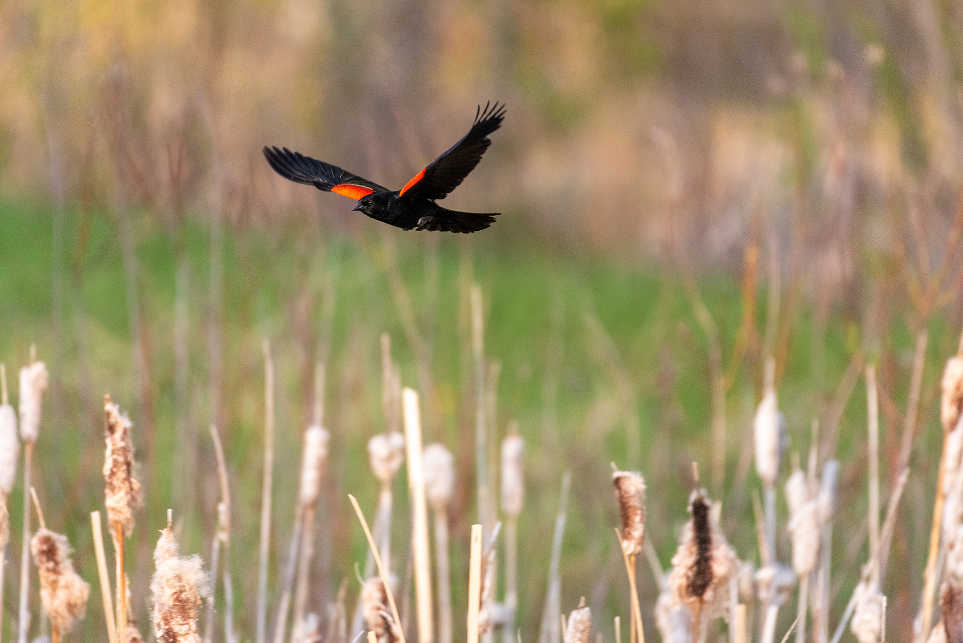 Red-winged Blackbird, Marshall Springs, Fish Creek Provincial Park, Calgary, Alberta