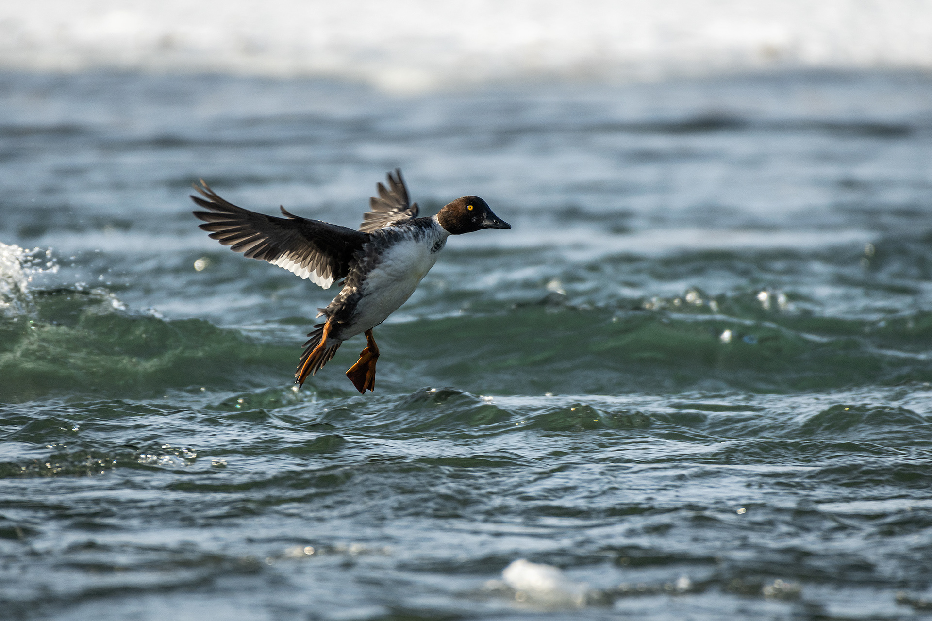 Goldeneye (female) in flight - Bow River, Refinery Park, Calgary, AB