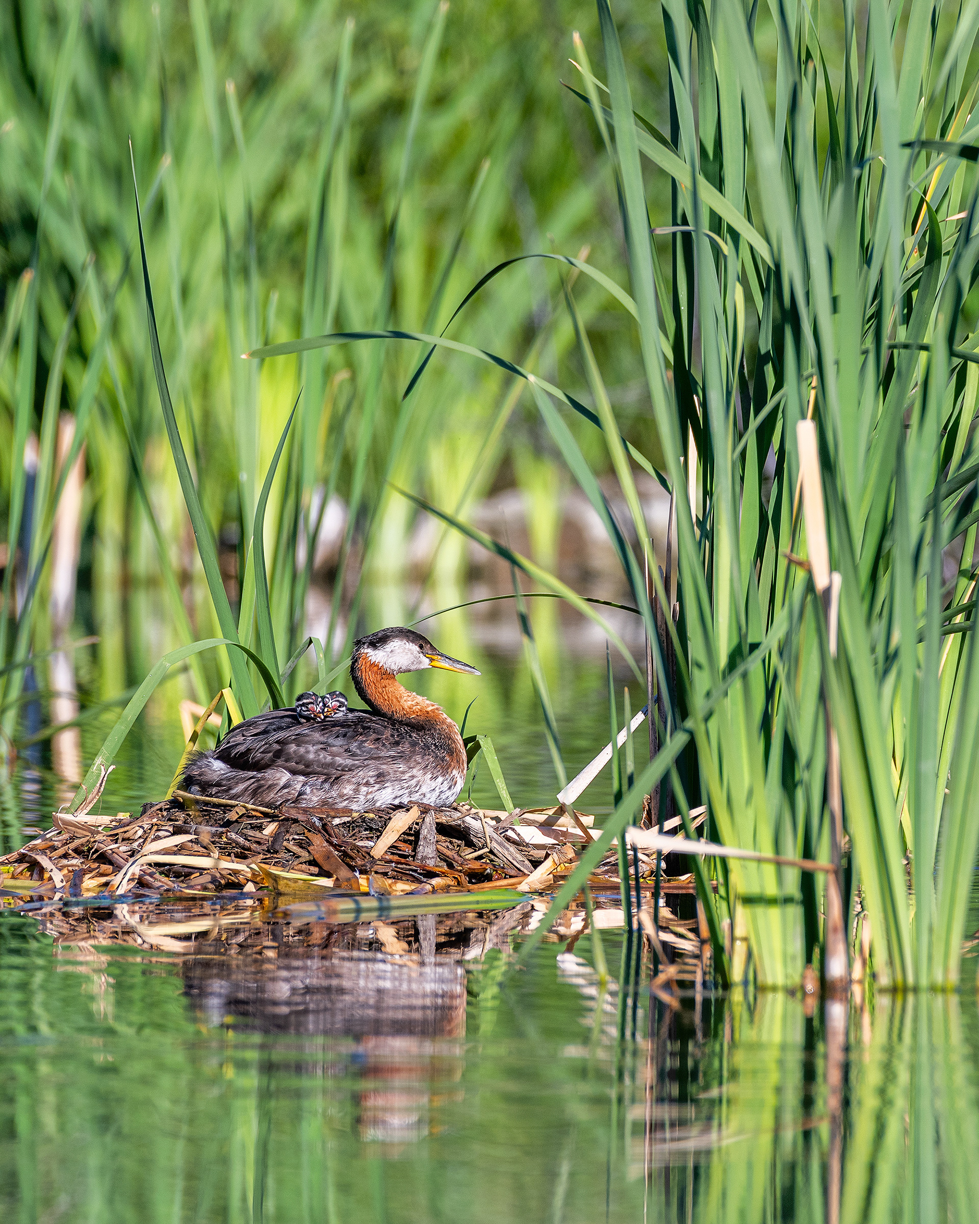 Red-necked Grebe (female) on her nest with the two chicks cuddling on her back, Marshall Springs - Fish Creek Prov. Park, Calgary, AB