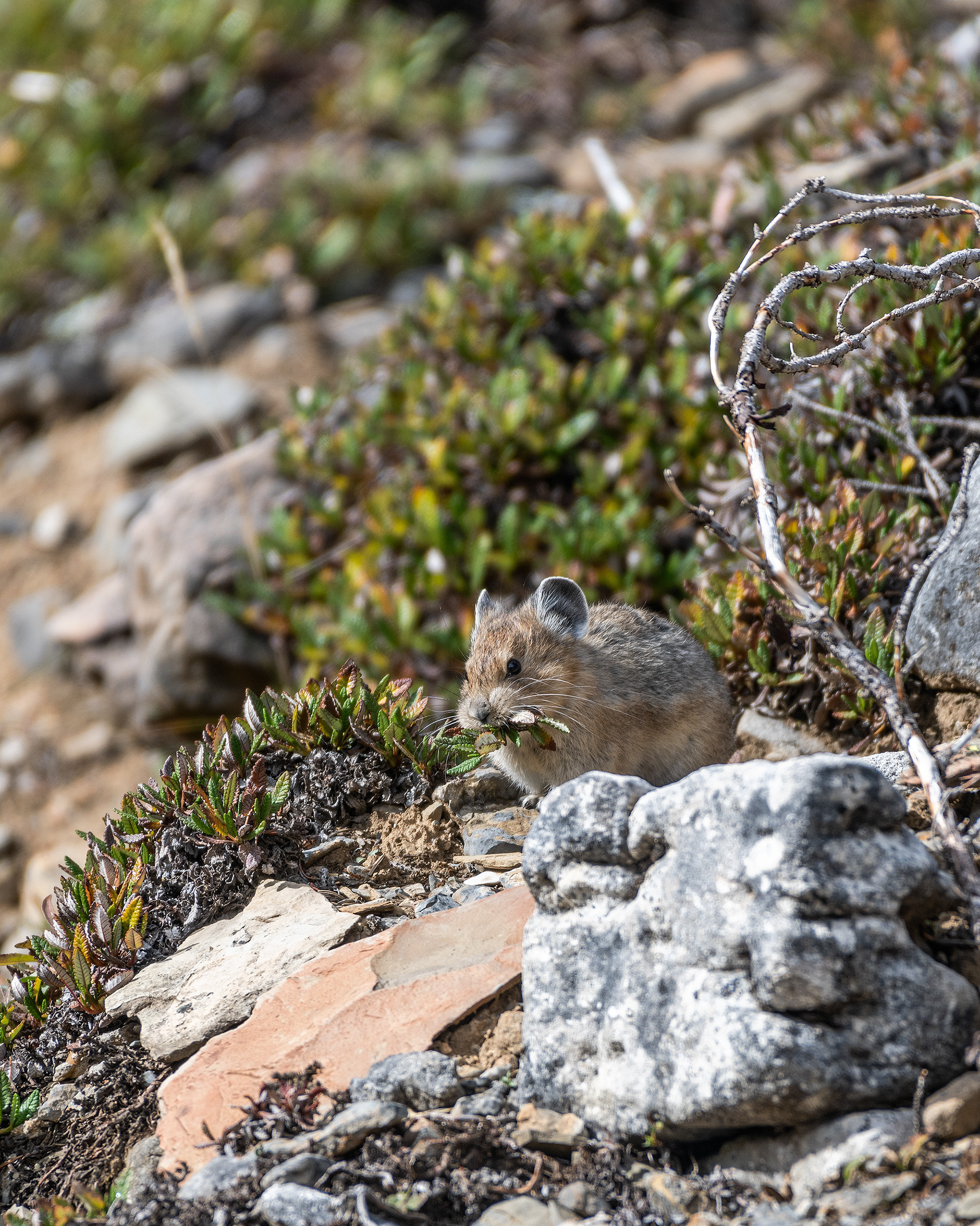 Pika, Stanley Glacier Trail, Kootenay National Park, British Columbia