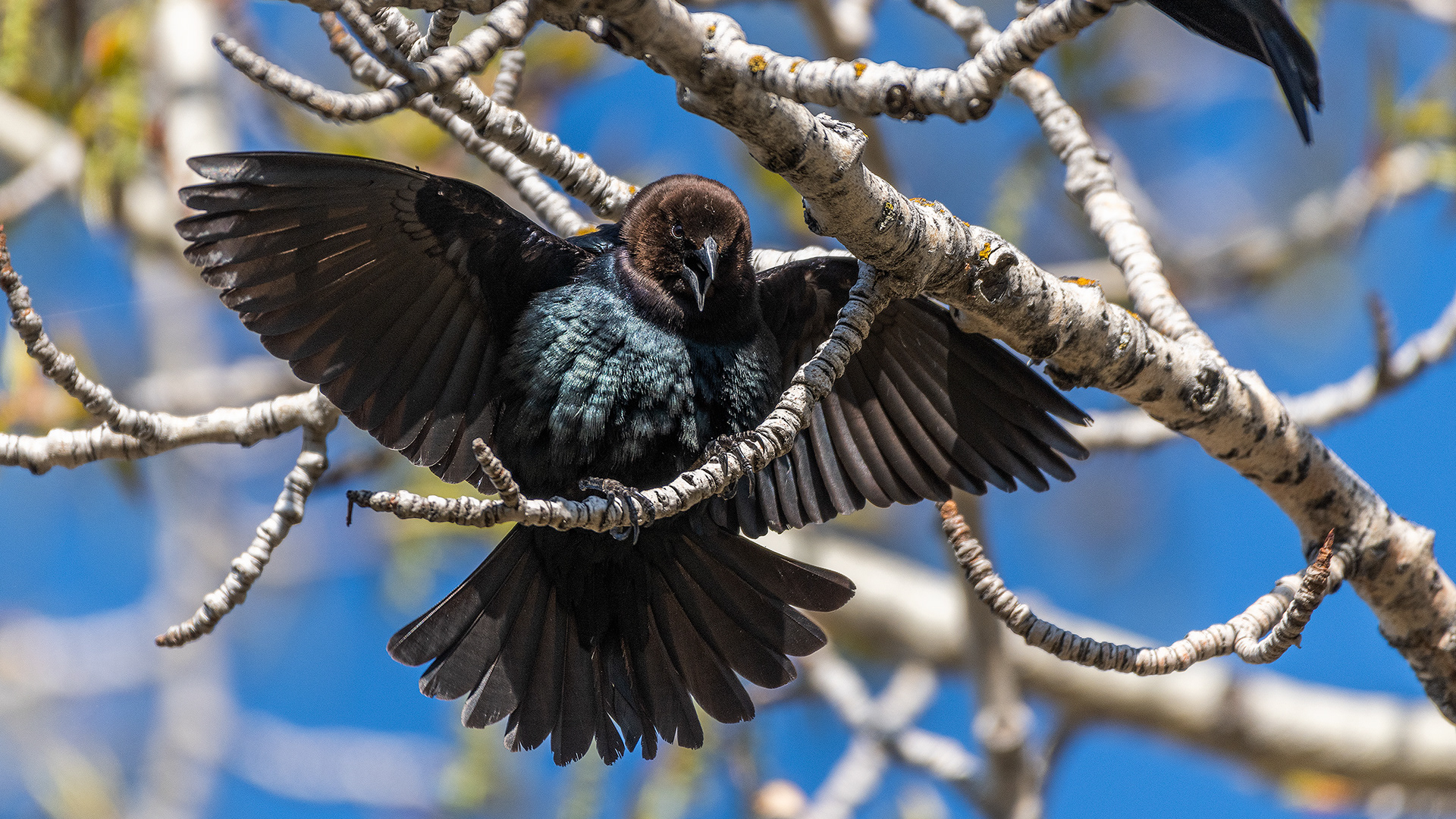Brown-headed Cowbird (male) at Boat Launch Day Use Area, Fish Creek Provincial Park, Calgary, Alberta