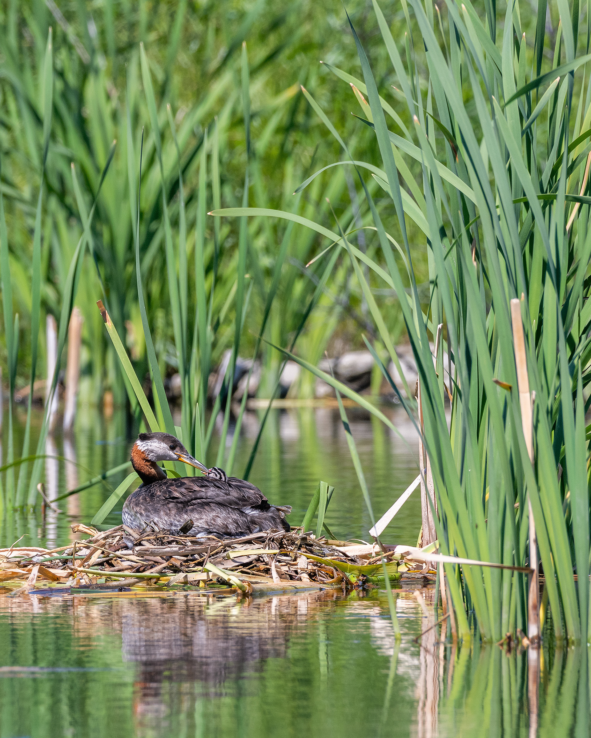 Red-necked Grebe (female) on her nest interacting with one of her chicks, Marshall Springs - Fish Creek Prov. Park, Calgary, AB