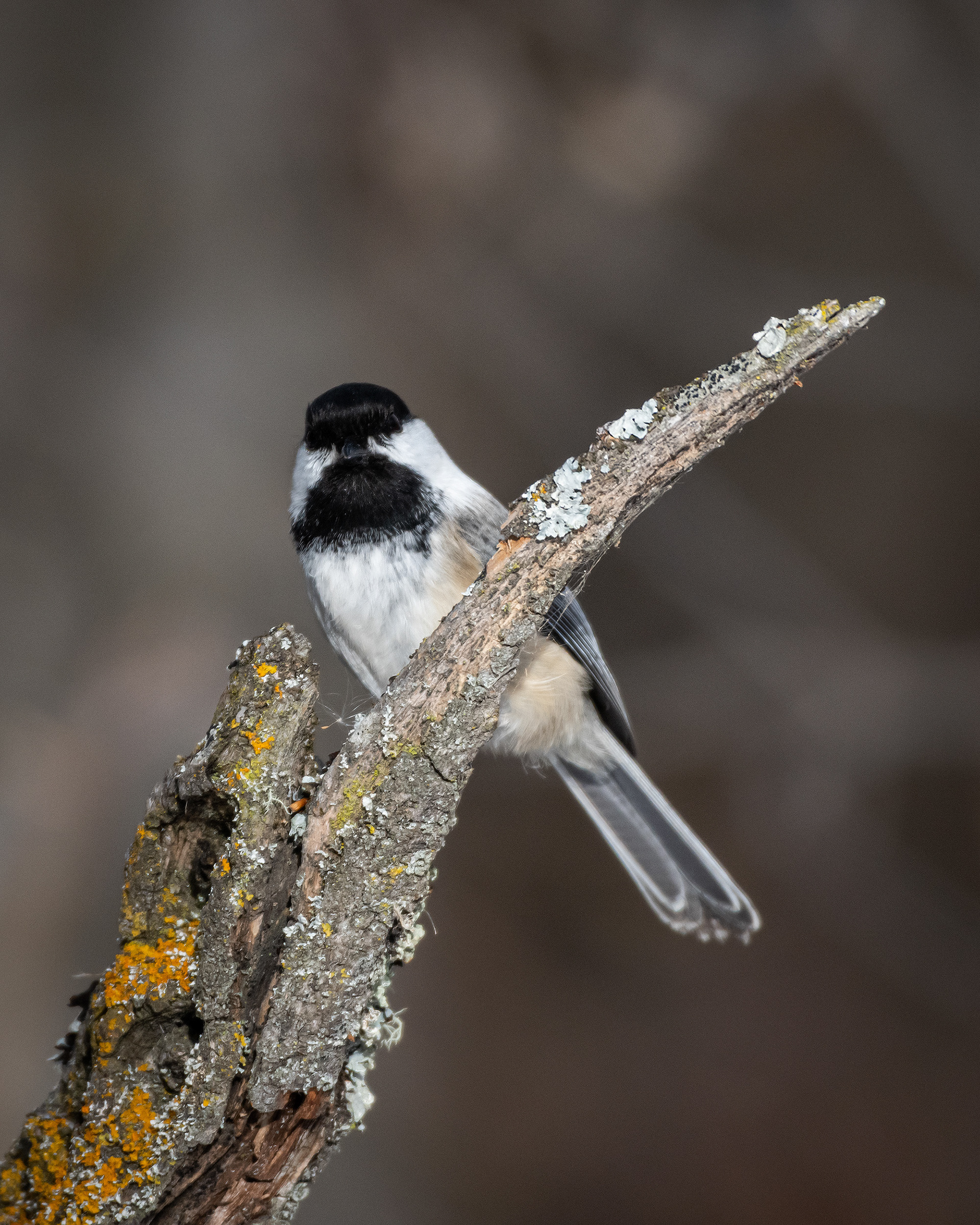 Black-capped Chickadee, near the Marshall Springs area of Fish Creek Provincial Park, Calgary, AB