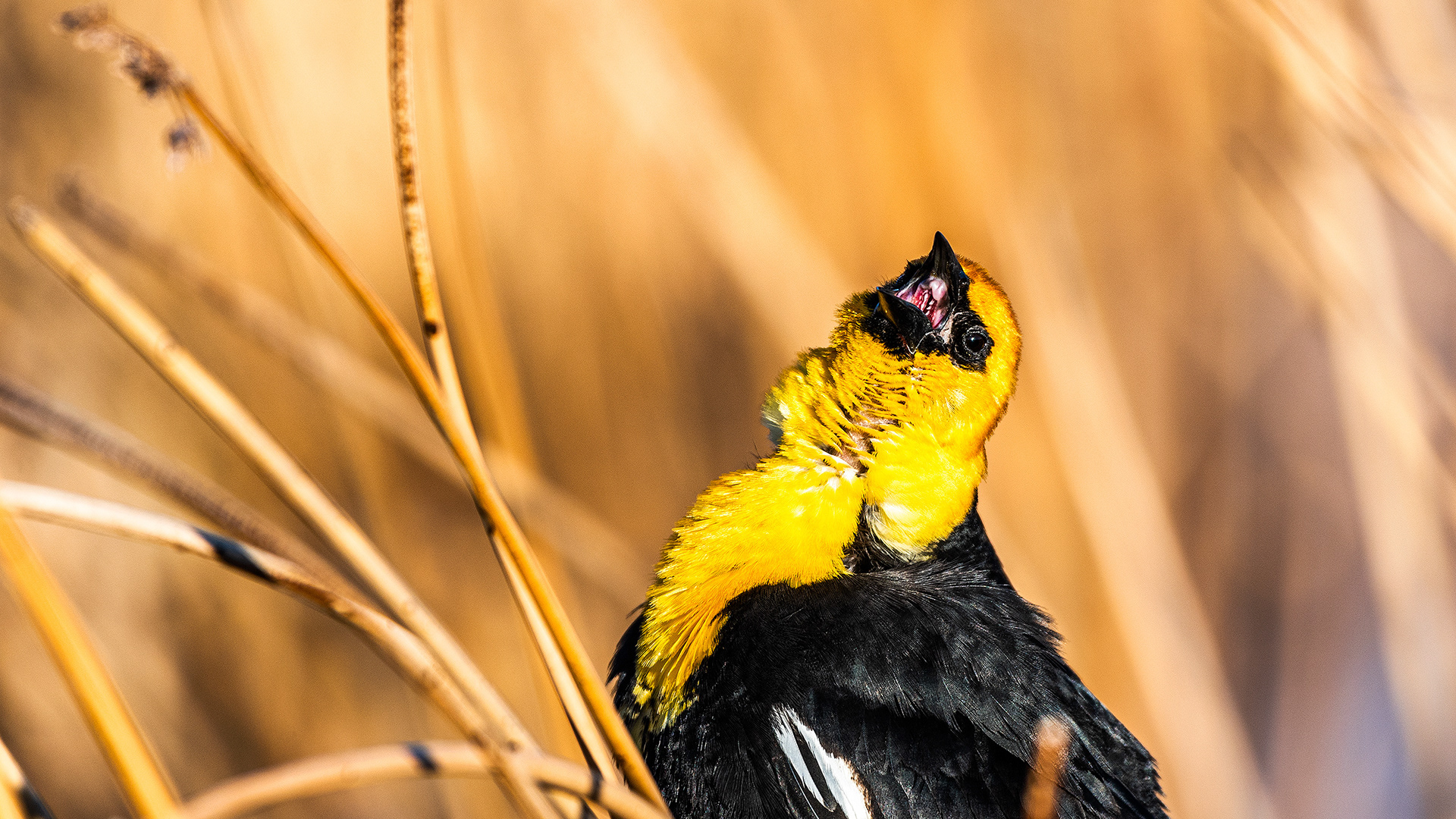Yellow-headed Blackbird (Close up shot) at Frank Lake, Alberta