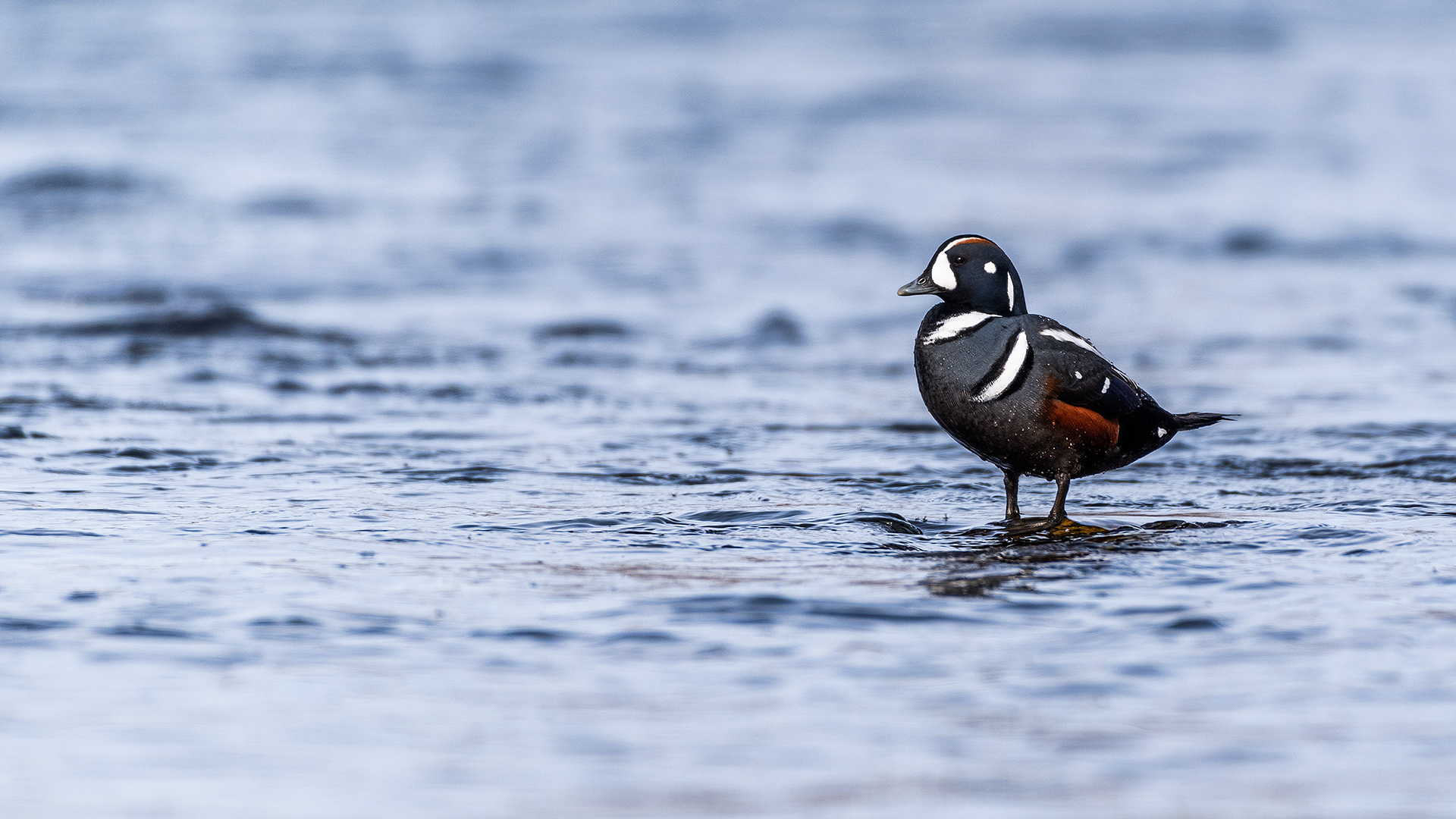 Harlequin Duck on the Bow River near Carburn Park, Calgary, AB