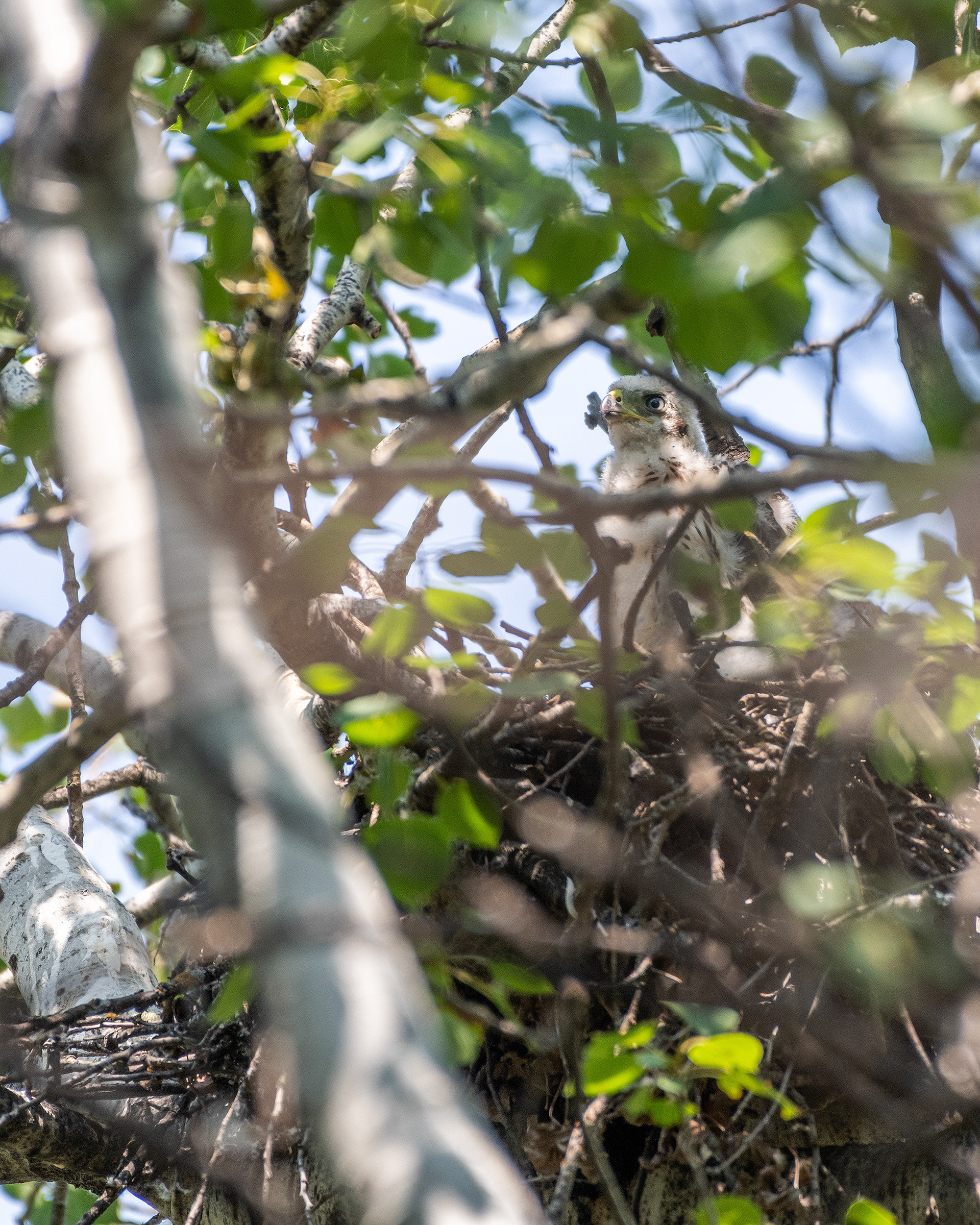 Cooper's Hawk (nestling), Marshall Springs - Fish Creek Prov. Park, Calgary, AB