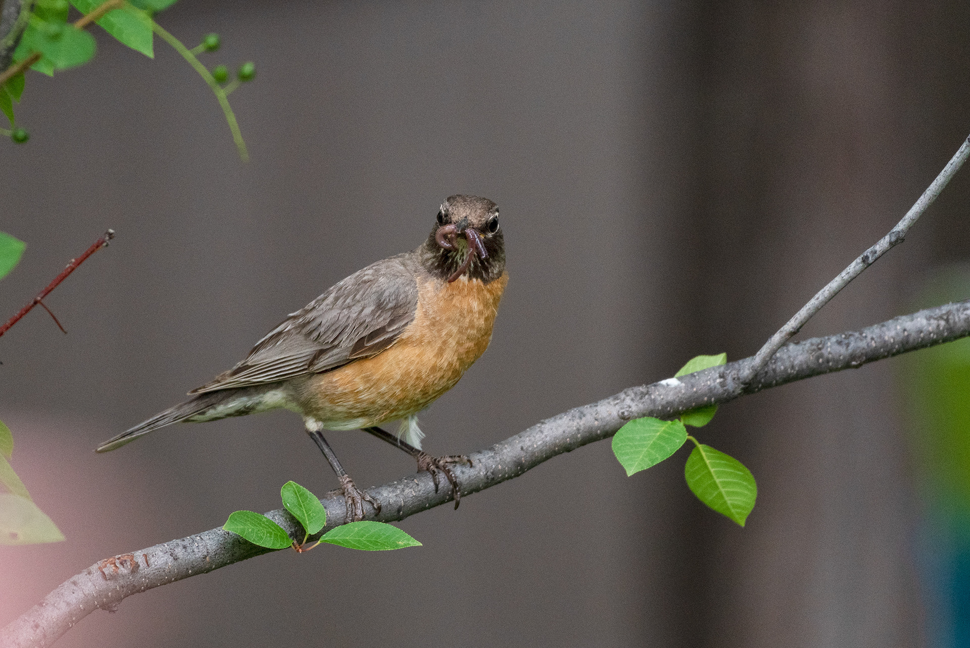 American Robin with yet another worm, takes it into a back yard tree