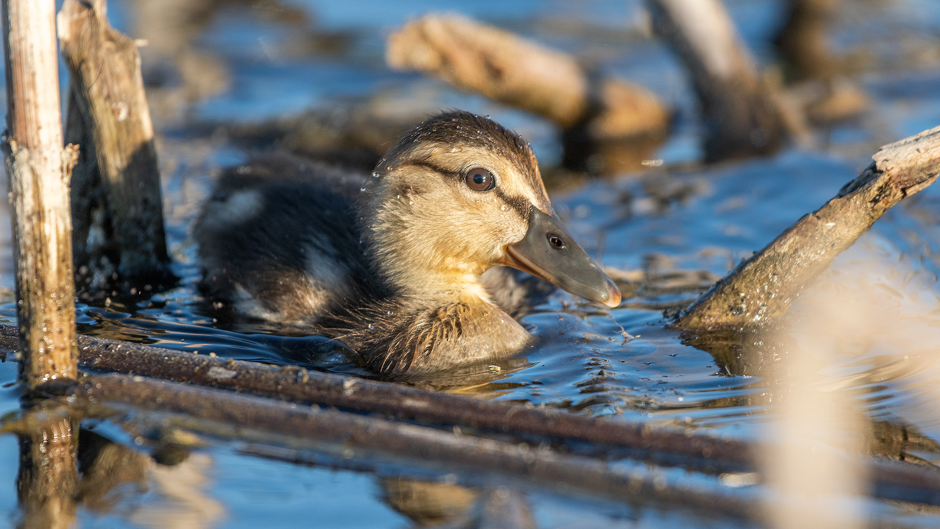Mallard Duckling at the Marshall Springs ponds in Fish Creek Provincial Park, Calgary, Alberta