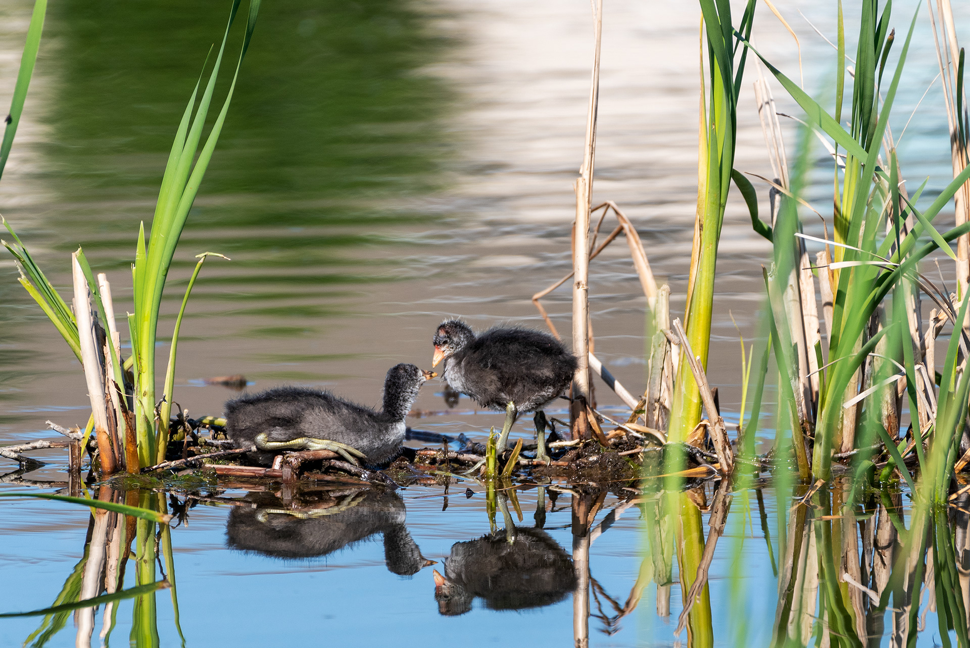 American Coot chicks, Bridlewood Wetlands Park, Calgary, Alberta