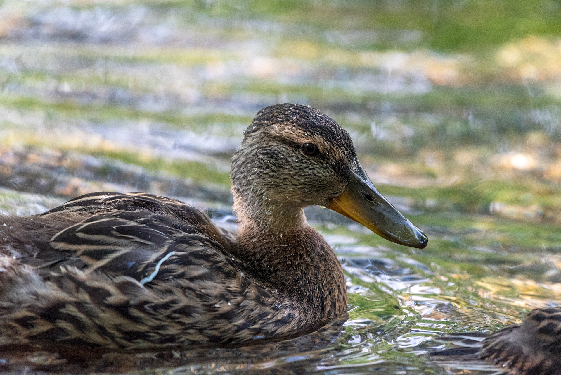 duckling, Bridlewood Wetlands Park, Calgary, Alberta